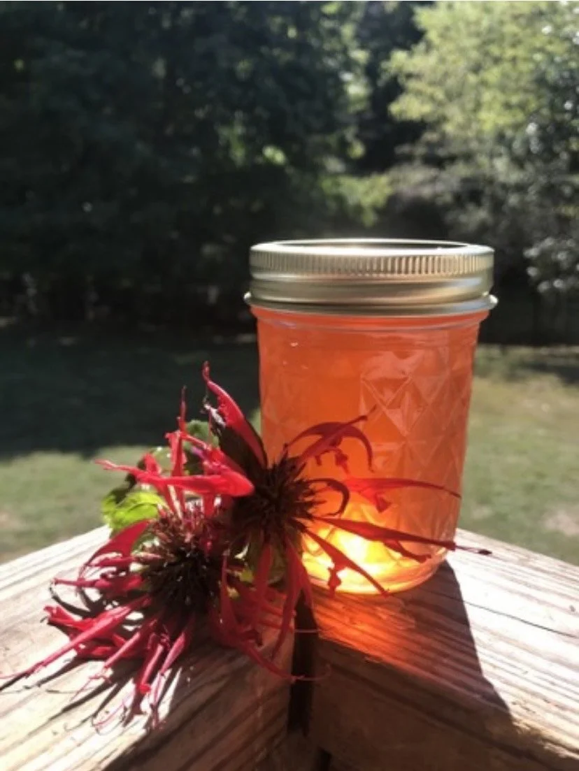 bee balm .JPG