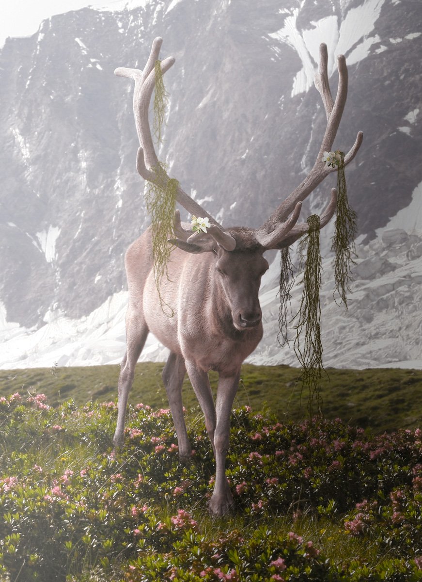 NatureDeer.jpg