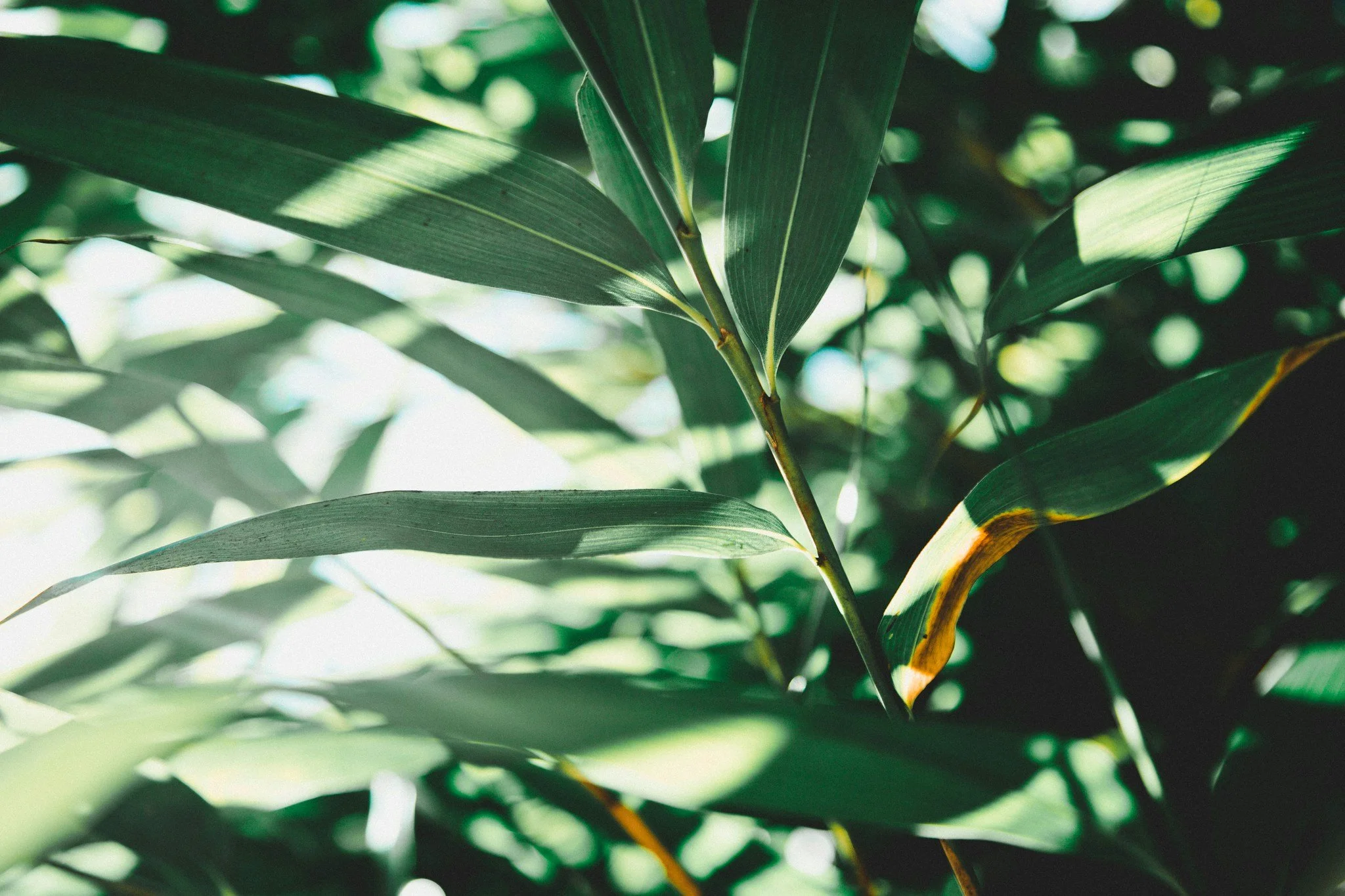 green leaves symbolizing calm and peace, therapy for women