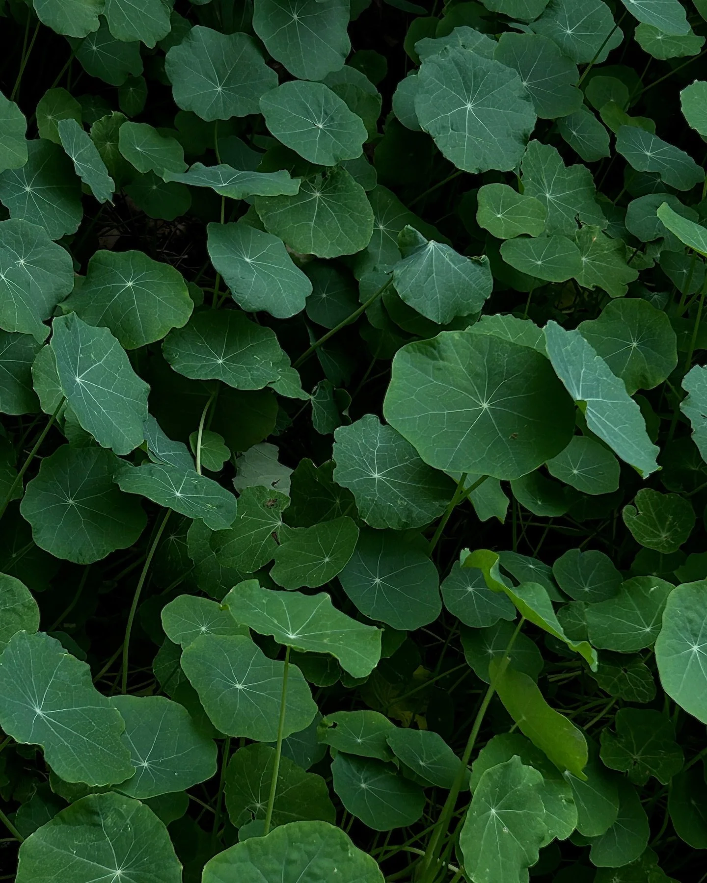 Spring sprang sprung