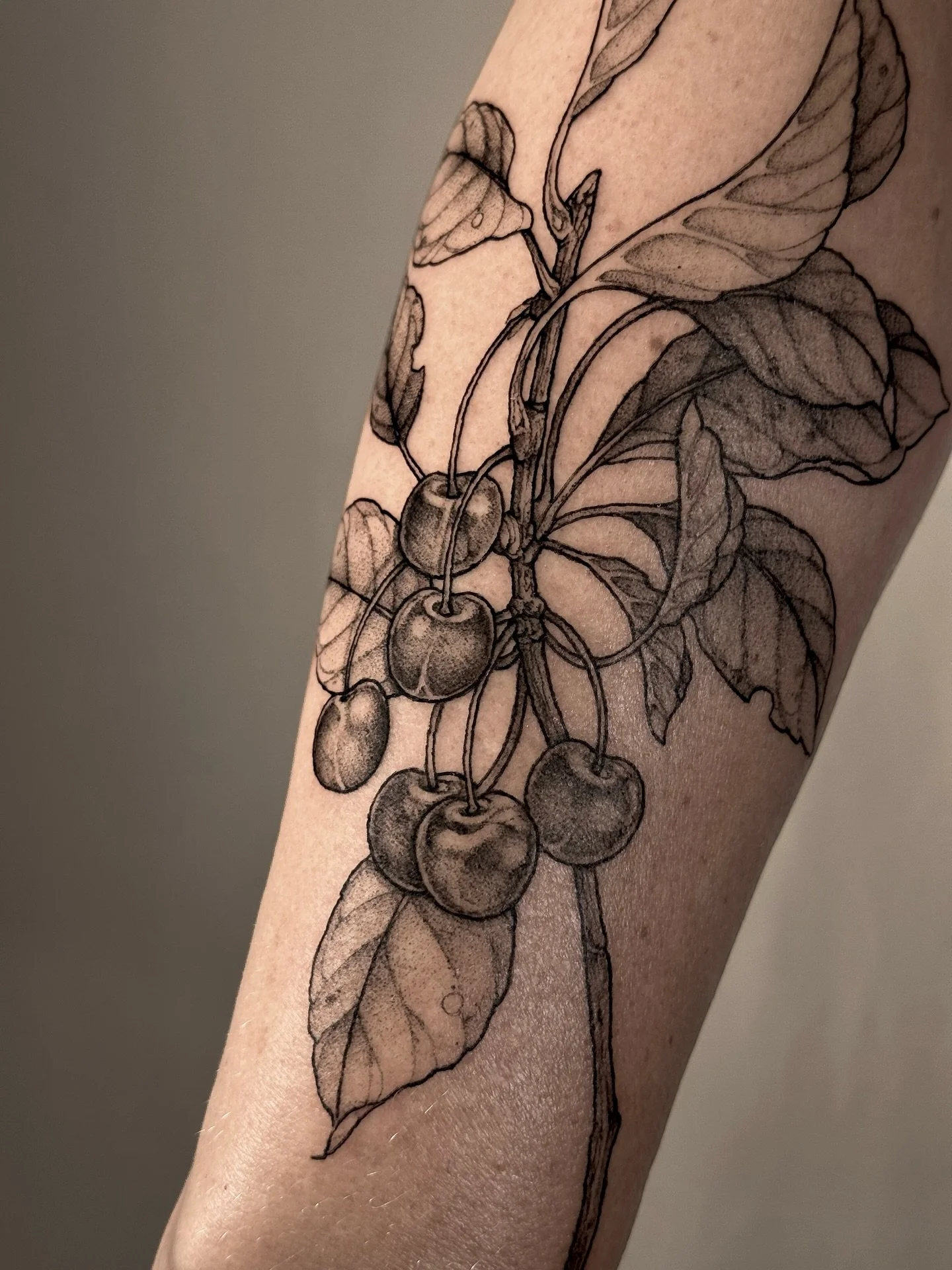 &bull;
𝐛𝐨𝐭𝐚𝐧𝐢𝐜𝐚𝐥 𝐜𝐡𝐞𝐫𝐫𝐢𝐞𝐬
{𝘱𝘳𝘶𝘯𝘶𝘴 𝘢𝘷𝘪𝘶𝘮}

Les cerises symbolisent la prosp&eacute;rit&eacute;, l&rsquo;amour et la beaut&eacute; des nouveaux d&eacute;parts.

The cherries symbolize prosperity, love and beauty of new begin