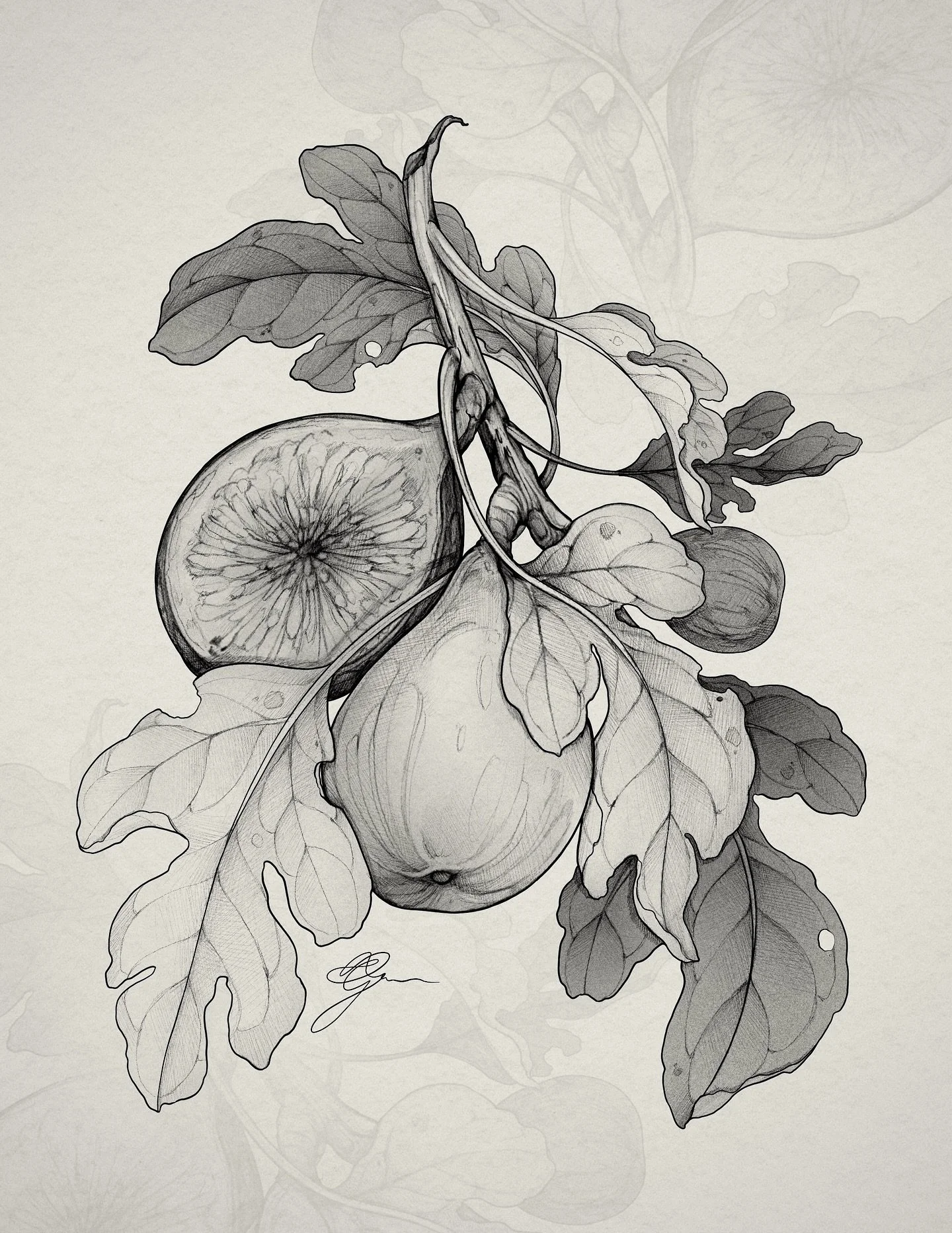 &bull;
𝐛𝐨𝐭𝐚𝐧𝐢𝐜𝐚𝐥 𝐟𝐢𝐠
{𝘧𝘪𝘤𝘶𝘴 𝘤𝘢𝘳𝘪𝘤𝘢}

La figue symbolise la fertilit&eacute;, la connaissance, l&rsquo;illumination et la paix.

The fig symbolizes fertility, knowledge, enlightenment and peace.

&mdash; available flash 🌿

&bul