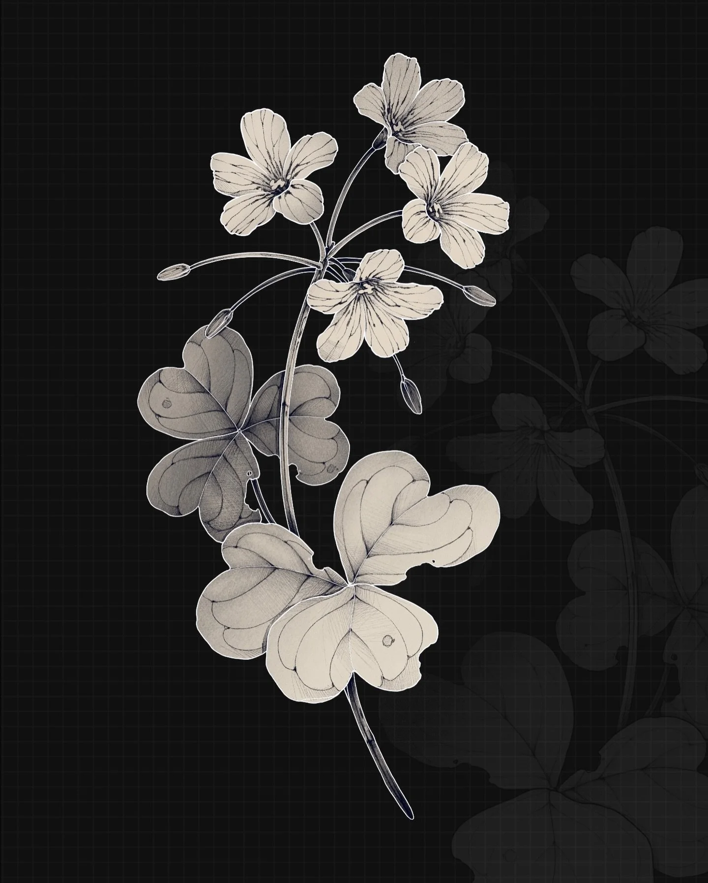 &bull;
𝐩𝐢𝐧𝐤 𝐰𝐨𝐨𝐝𝐬𝐨𝐫𝐫𝐞𝐥
{𝘰𝘹𝘢𝘭𝘪𝘴 𝘥𝘦𝘣𝘪𝘭𝘪𝘴}

L&rsquo;oxalis debilis symbolise la douceur, la simplicit&eacute; et la bonne fortune.

The pink woodsorrel symbolizes gentleness, simplicity and good fortune.

(!!!) this flash is r