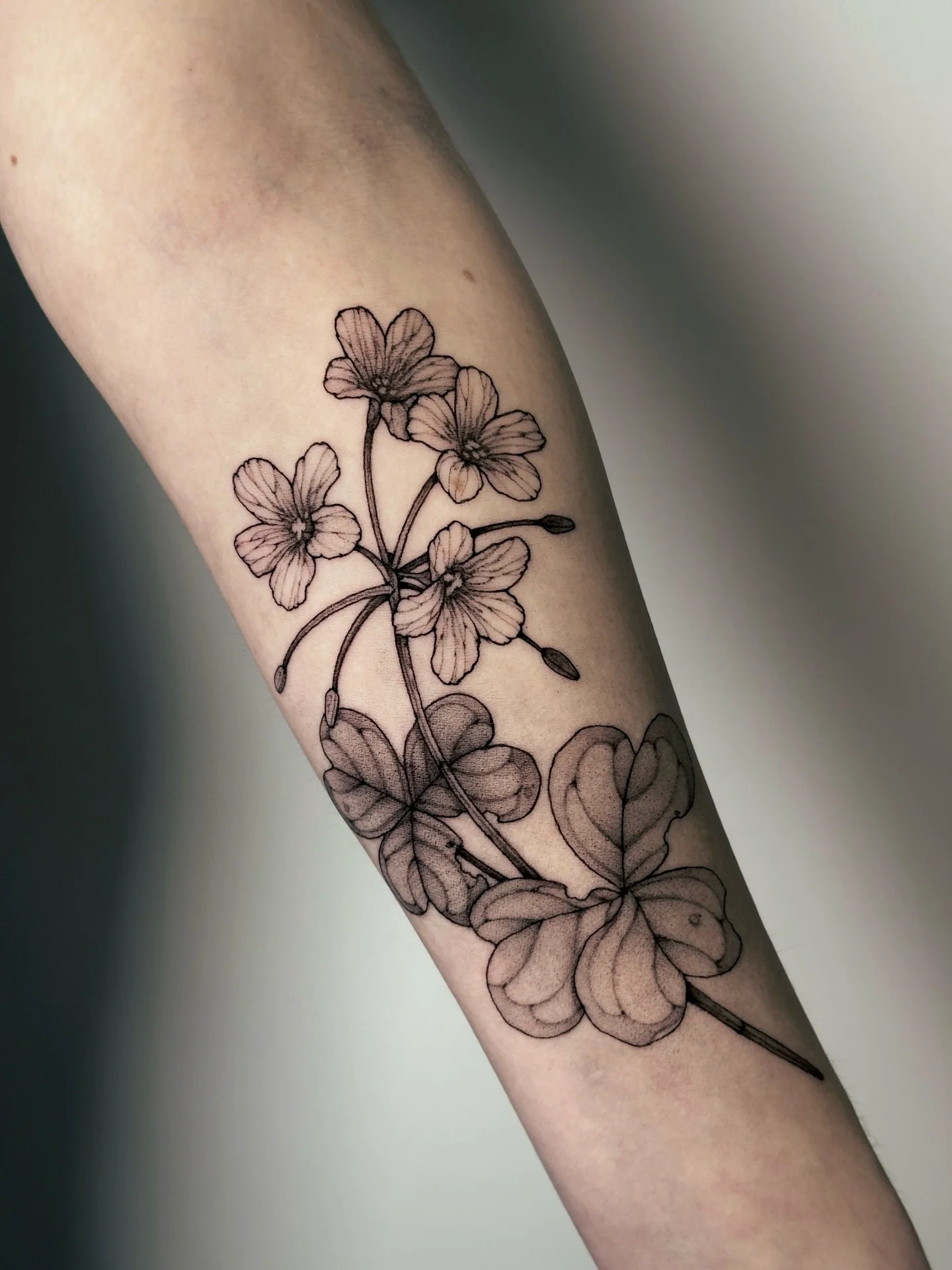 &bull;
𝐩𝐢𝐧𝐤 𝐰𝐨𝐨𝐝𝐬𝐨𝐫𝐫𝐞𝐥
{𝘰𝘹𝘢𝘭𝘪𝘴 𝘥𝘦𝘣𝘪𝘭𝘪𝘴}

L&rsquo;oxalis debilis symbolise la douceur, la simplicit&eacute; et la bonne fortune.

The pink woodsorrel symbolizes gentleness, simplicity and good fortune.

&mdash; Marie-Michell