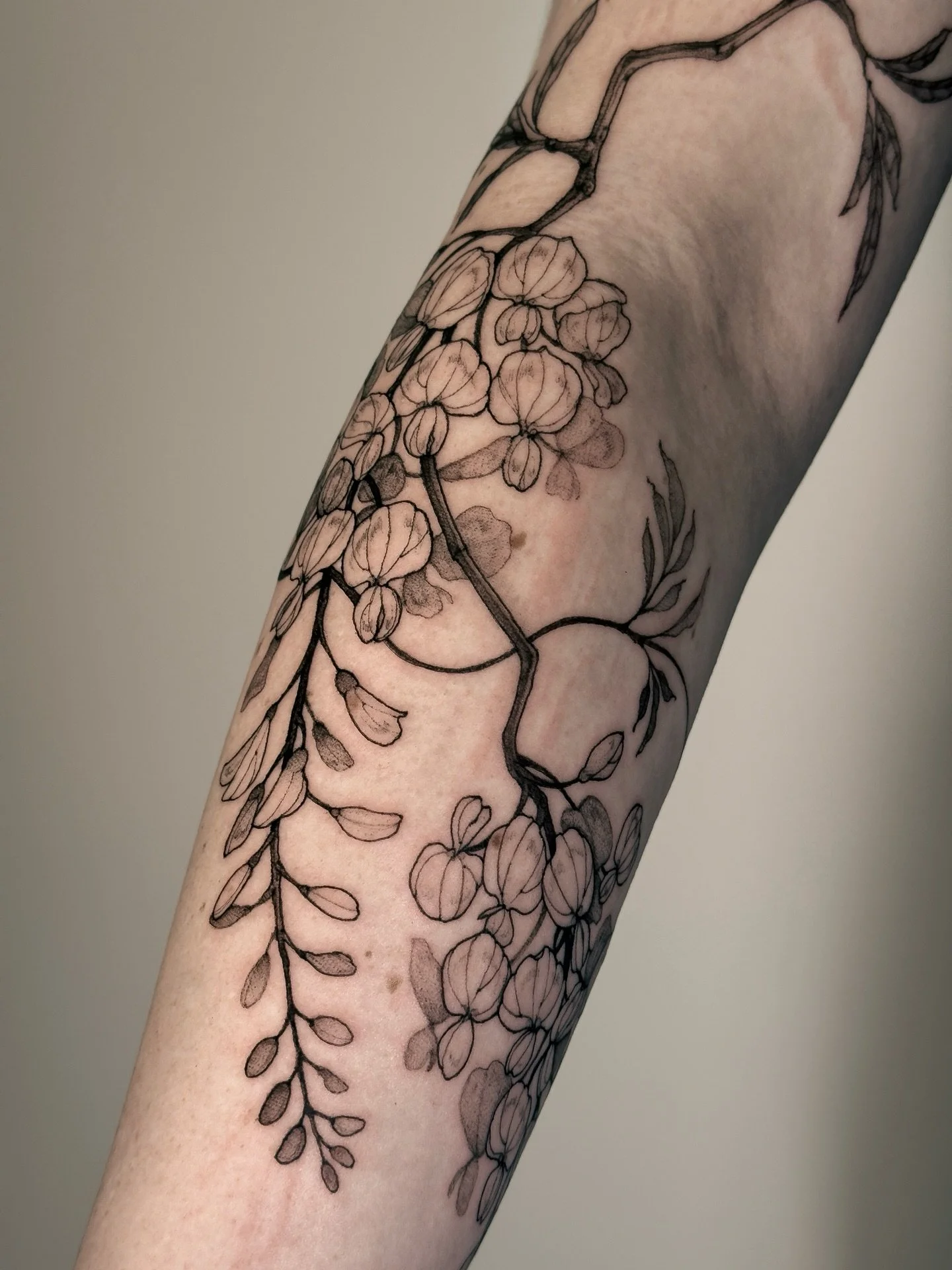 &bull;
𝐰𝐢𝐬𝐭𝐞𝐫𝐢𝐚 𝐛𝐫𝐚𝐧𝐜𝐡
{𝘸𝘪𝘴𝘵𝘦𝘳𝘪𝘢 𝘴𝘪𝘯𝘦𝘯𝘴𝘪𝘴}

La glycine repr&eacute;sente l&rsquo;honneur, la patience et la sagesse.

The wisteria represents honor, patience, and wisdom.

&mdash; custom for Jess; thank you so much for y