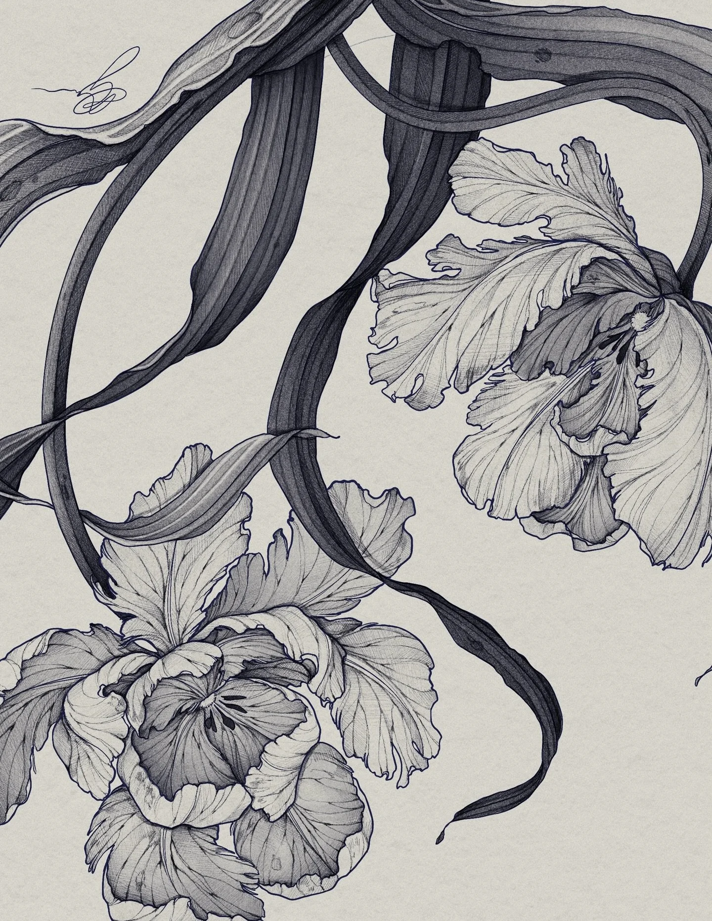 &bull;
𝐩𝐚𝐫𝐫𝐨𝐭 𝐭𝐮𝐥𝐢𝐩𝐬
{𝘵𝘶𝘭𝘪𝘱𝘢 𝘹 𝘨𝘦𝘴𝘯𝘦𝘳𝘪𝘢𝘯𝘢 𝘱𝘢𝘳𝘳𝘰𝘵 𝘨𝘳𝘰𝘶𝘱}

Les tulipes perroquet symbolisent l&rsquo;unicit&eacute;, l&rsquo;audace et le bonheur.

The parrot tulips symbolize uniqueness, boldness and happiness.
