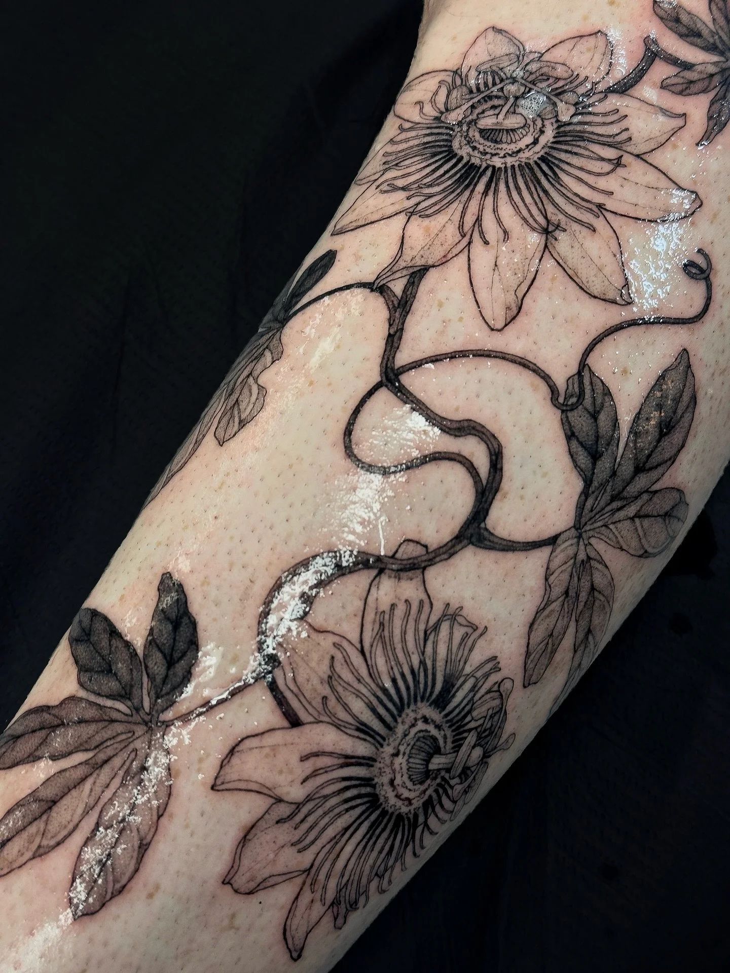 &bull;
𝐩𝐚𝐬𝐬𝐢𝐟𝐥𝐨𝐫𝐚
{𝘱𝘢𝘴𝘴𝘪𝘧𝘭𝘰𝘳𝘢 𝘤𝘢𝘦𝘳𝘶𝘭𝘦𝘢}

La passiflore symbolise la puret&eacute;, l&rsquo;inspiration et la cr&eacute;ation.

The passion flower symbolizes purity, inspiration and creation.

&mdash; custom for Patrick; th