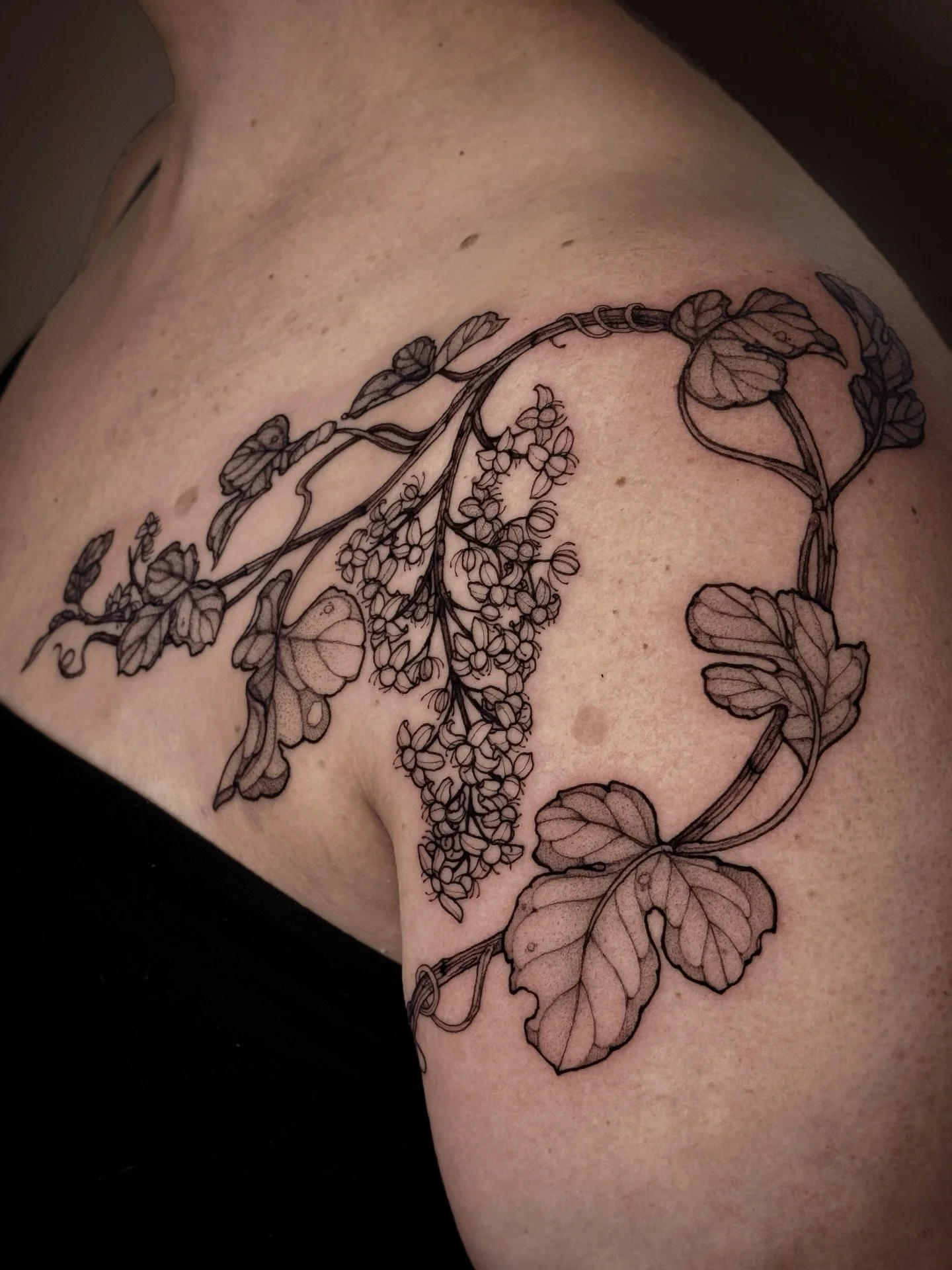 &bull;
𝐠𝐫𝐚𝐩𝐞𝐯𝐢𝐧𝐞𝐬
{𝘷𝘪𝘵𝘪𝘴 𝘷𝘪𝘯𝘪𝘧𝘦𝘳𝘢}

Les vignes symbolisent la fertilit&eacute;, l&rsquo;abondance, la prosp&eacute;rit&eacute; et la croissance.

Grapevines symbolize fertility, abundance, prosperity, and growth.

&mdash; custo