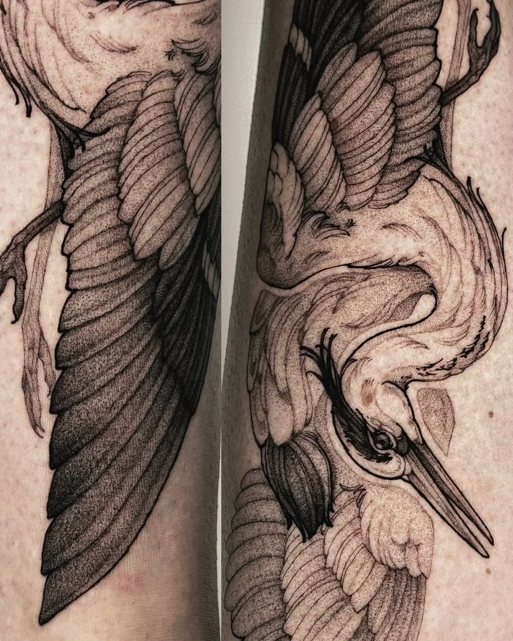 &bull;
𝐠𝐫𝐞𝐚𝐭 𝐛𝐥𝐮𝐞 𝐡𝐞𝐫𝐨𝐧
{𝘢𝘳𝘥𝘦𝘢 𝘩𝘦𝘳𝘰𝘥𝘪𝘢𝘴}

Le h&eacute;ron est symbole de puret&eacute; et de tranquillit&eacute;.

The heron is a symbol of purity and tranquility.

&mdash; custom pour Camille; merci beaucoup! 🐦&zwj;⬛

&bu