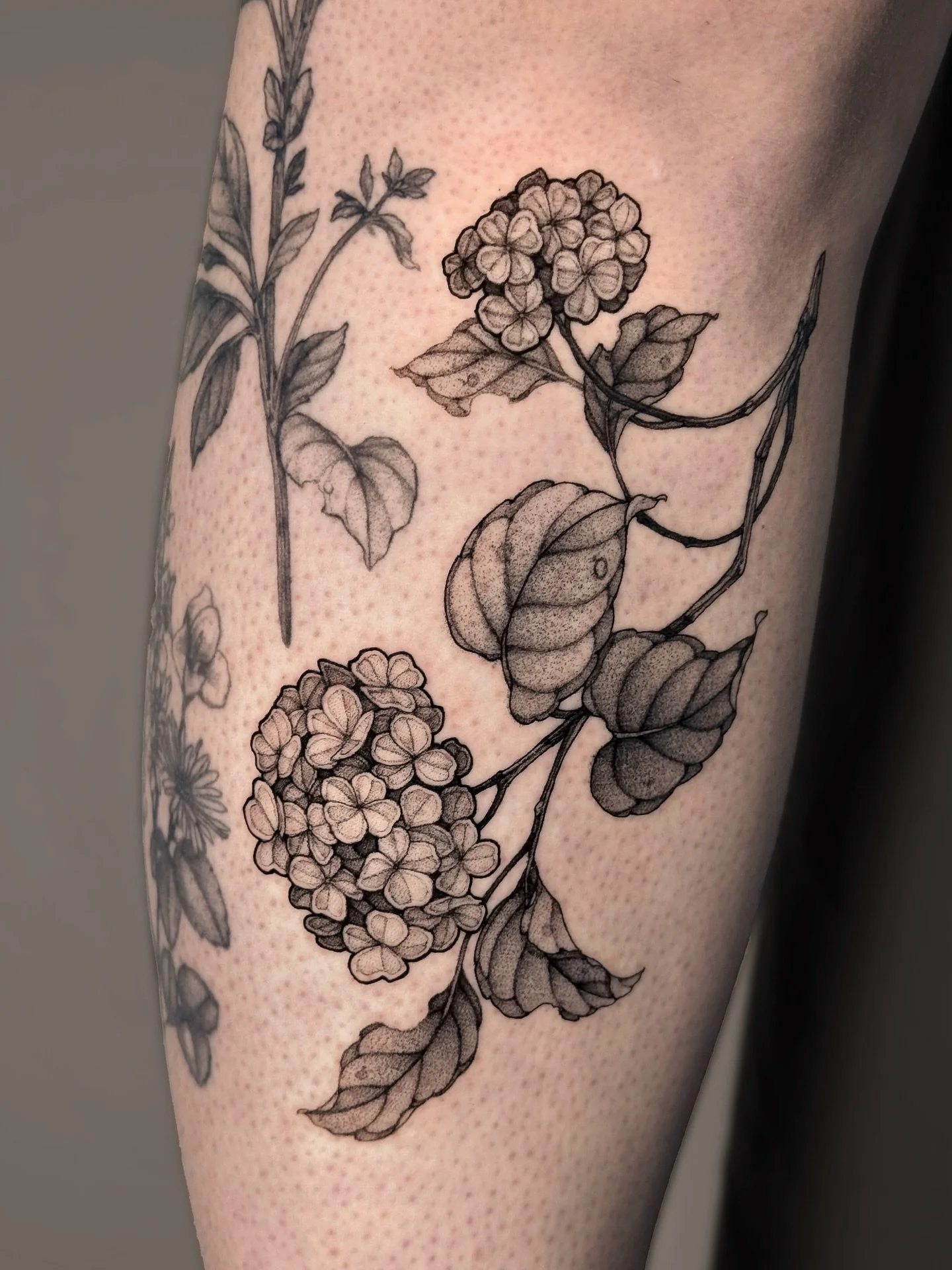 &bull;
𝐡𝐲𝐝𝐫𝐚𝐧𝐠𝐞𝐚
{𝘩𝘺𝘥𝘳𝘢𝘯𝘨𝘦𝘢 𝘮𝘢𝘤𝘳𝘰𝘱𝘩𝘺𝘭𝘭𝘢}

‪Les hortensias symbolisent diverses &eacute;motions; des excuses et &eacute;motions profondes &agrave; la puret&eacute; et l&rsquo;abondance.‬

Hydrangeas symbolize a diverse ran