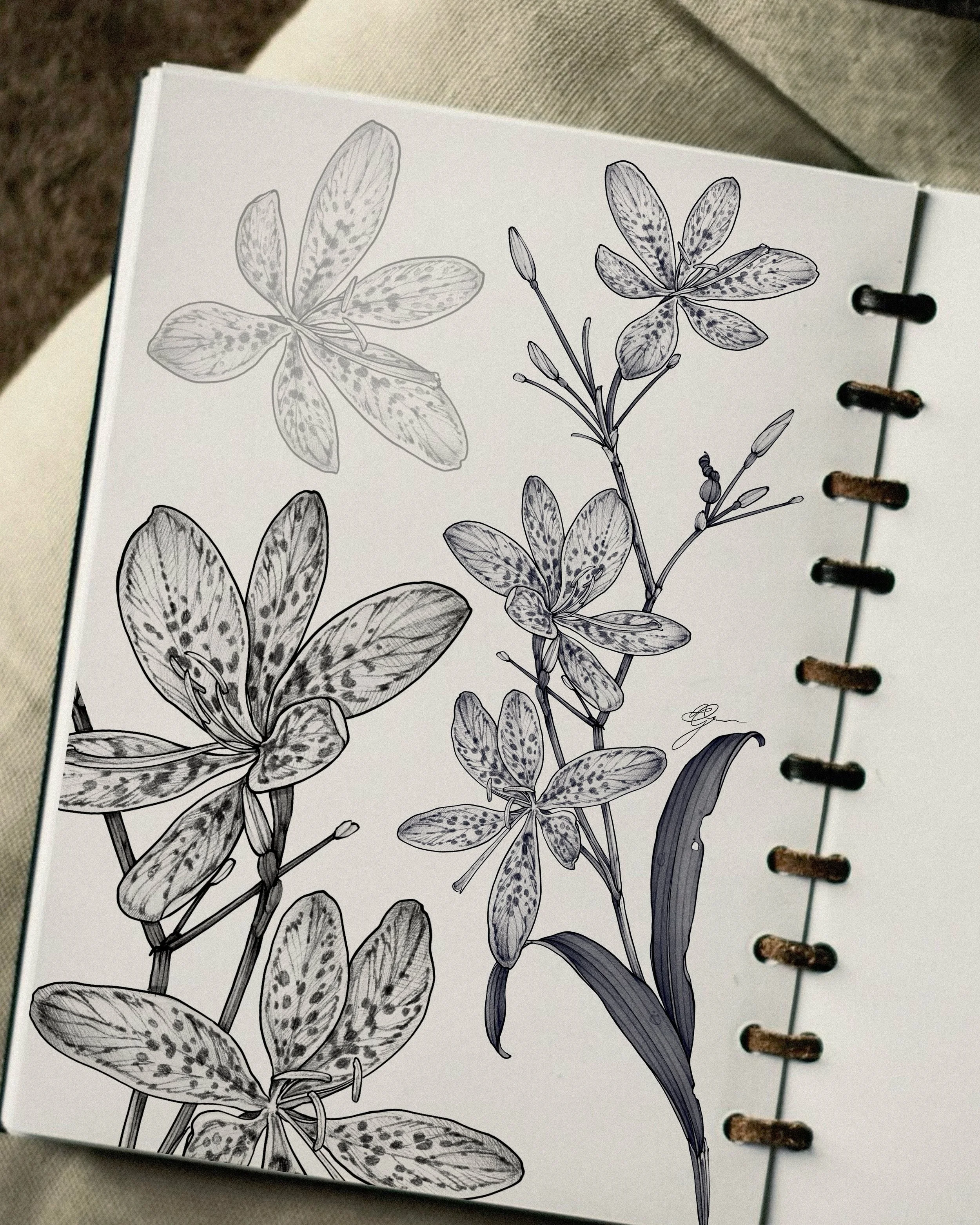 &bull;
𝐛𝐥𝐚𝐜𝐤𝐛𝐞𝐫𝐫𝐲 𝐥𝐢𝐥𝐲
{𝘪𝘳𝘪𝘴 𝘥𝘰𝘮𝘦𝘴𝘵𝘪𝘤𝘢}

‪La fleur l&eacute;opard symbolise la transformation, la beaut&eacute; dans la diversit&eacute; et les tr&eacute;sors cach&eacute;s.‬

The blackberry lily symbolizes transformation, 