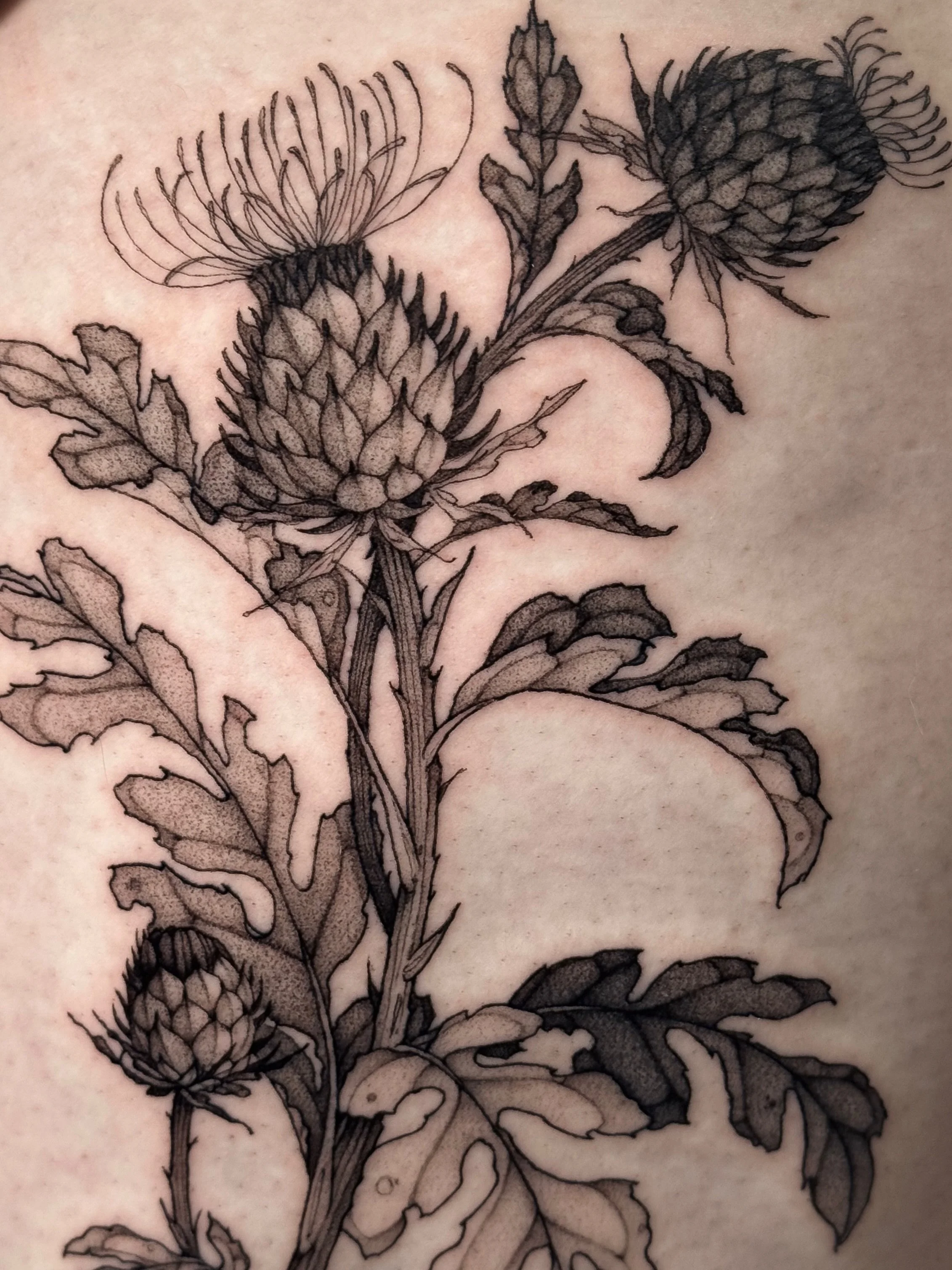 &bull;
𝐩𝐥𝐮𝐦𝐞𝐥𝐞𝐬𝐬 𝐭𝐡𝐢𝐬𝐭𝐥𝐞
{𝘤𝘢𝘳𝘥𝘶𝘶𝘴 𝘢𝘤𝘢𝘯𝘵𝘩𝘰𝘪𝘥𝘦𝘴}

Le chardon symbolise la r&eacute;silience, la force et la protection.

The plumeless thistle symbolize resilience, strength and protection.

&mdash; Merci Sarah-Maude ?