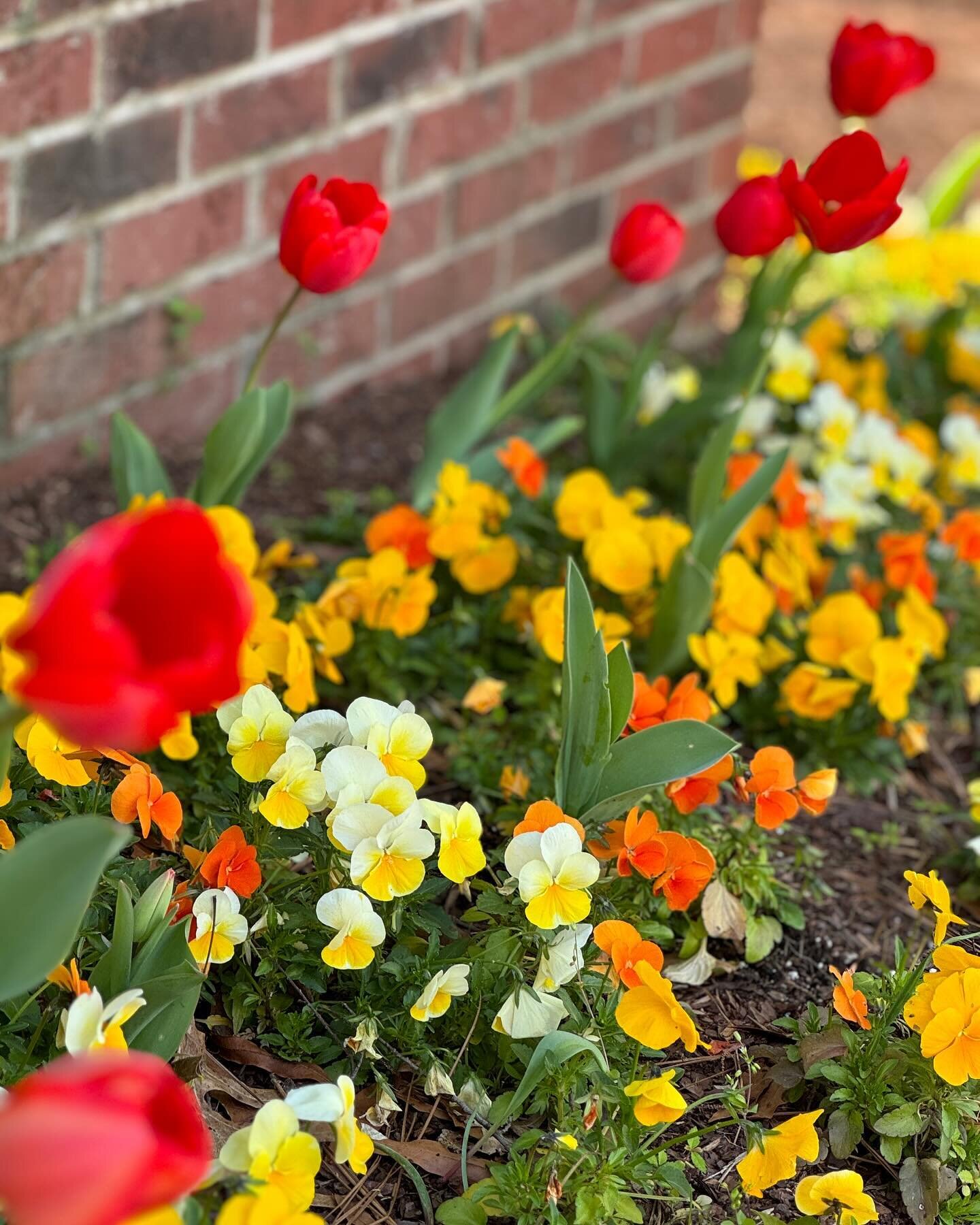 Spring flowers 🌷 

#apictureaday #gratitudejournal #tulips #flowers #spring #dailymodernliving
