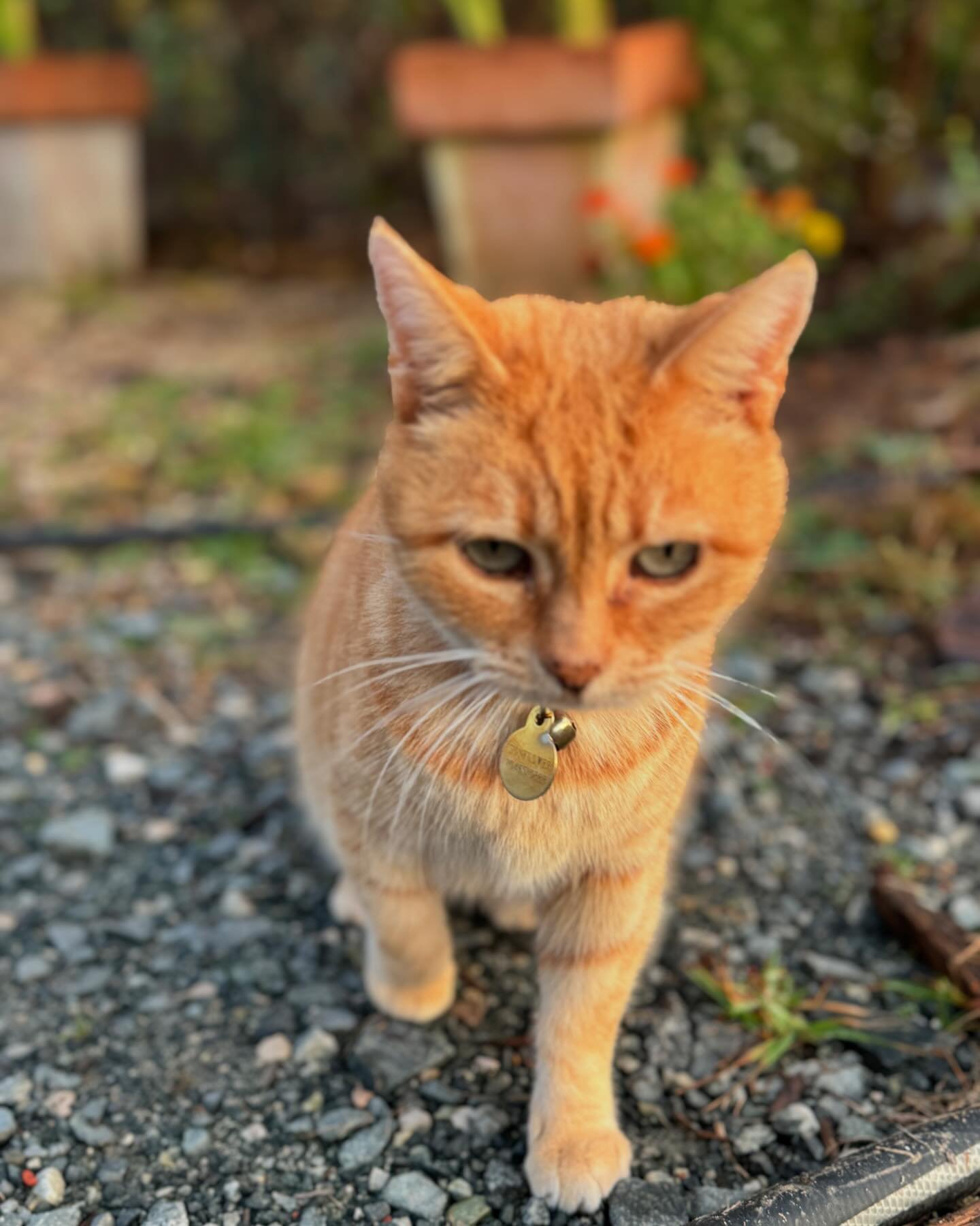 On stressful days like today, it&rsquo;s nice to get a warm welcome by the orange kitty committee! I had the pleasure of seeing Sunflower while picking up my weekly farm share! 🌻 

Thank you @small_city_farm_charlotte for growing yummy food for us! 