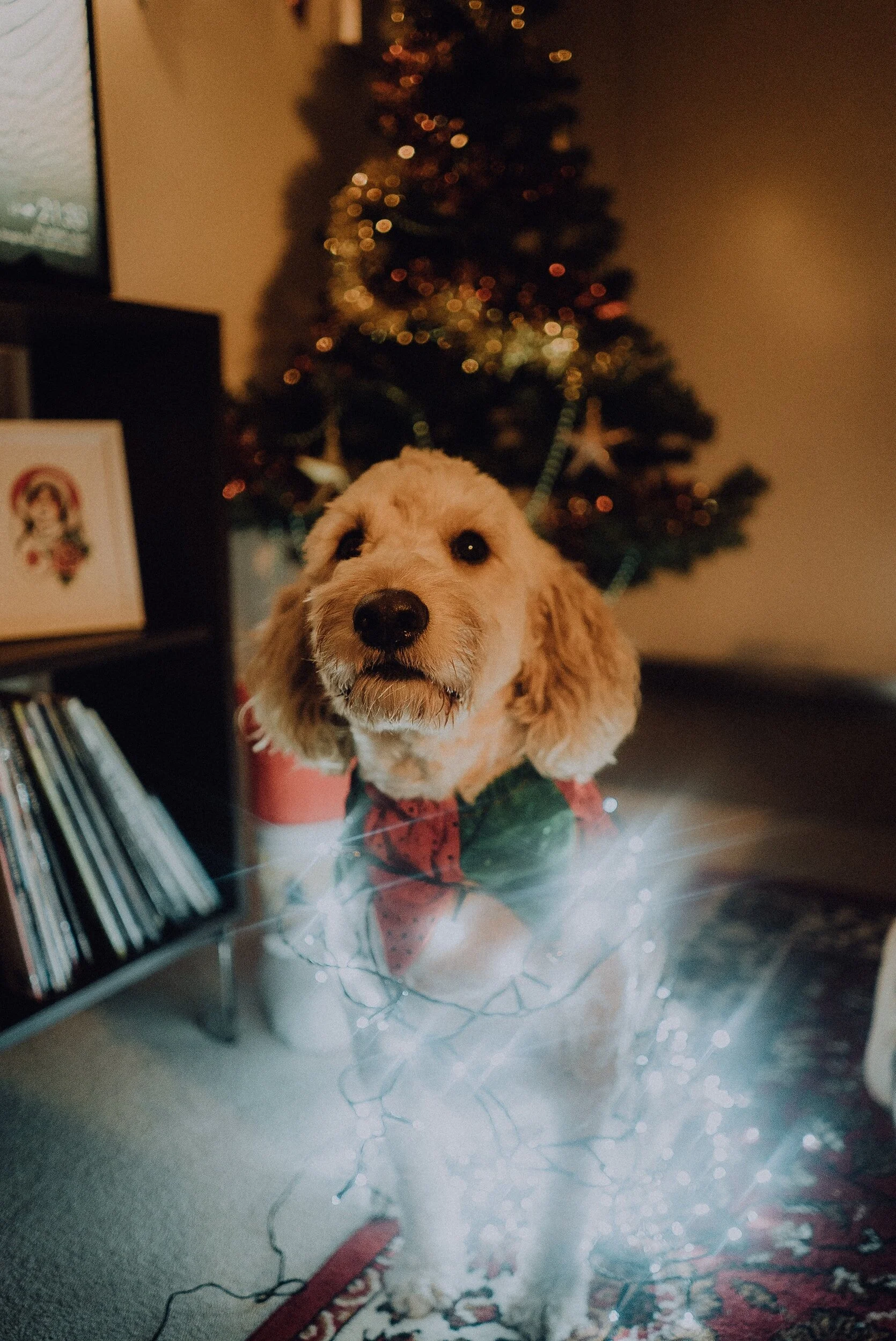 5 Christmas safety tips from your local electrician