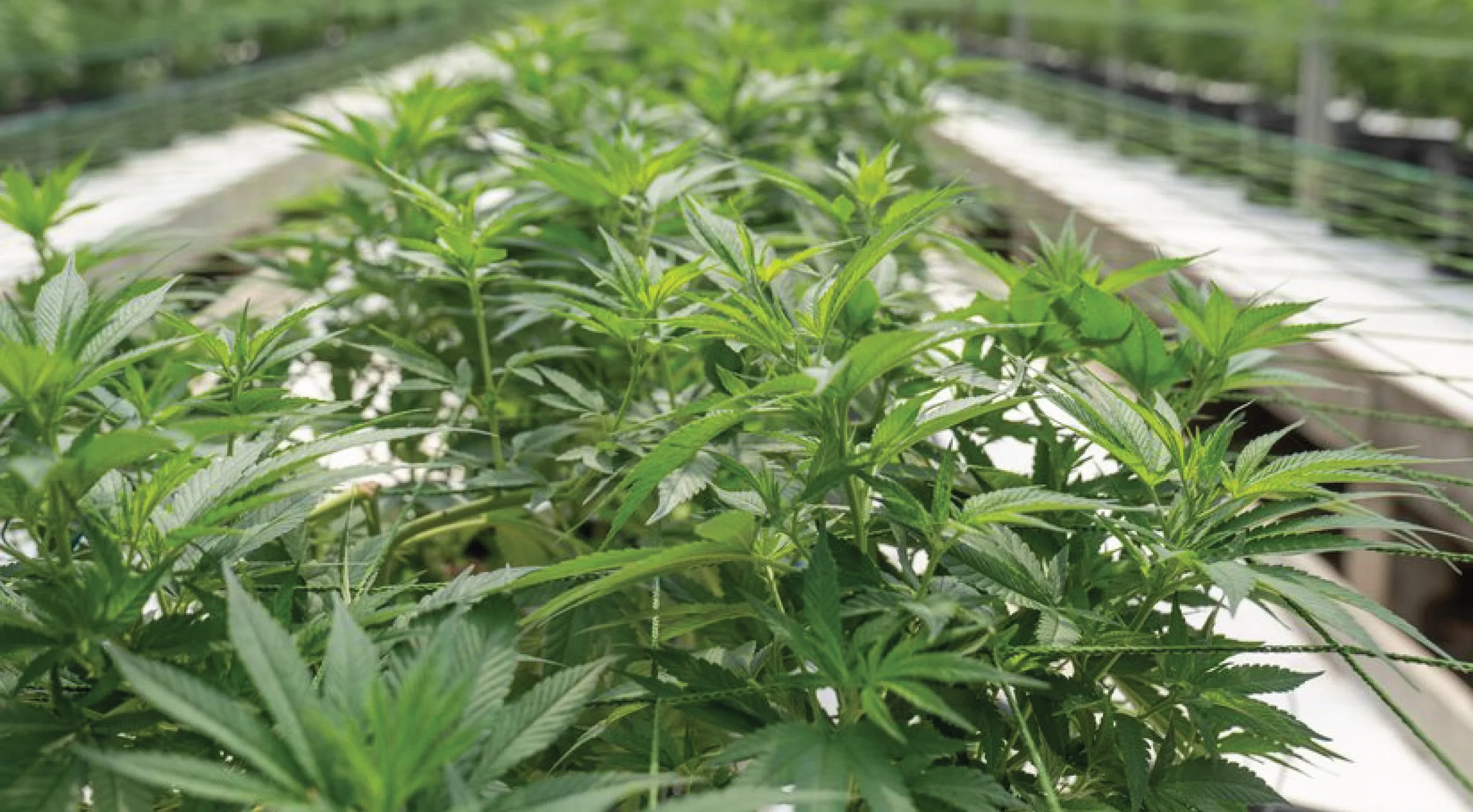 Exploring the Benefits of CBD