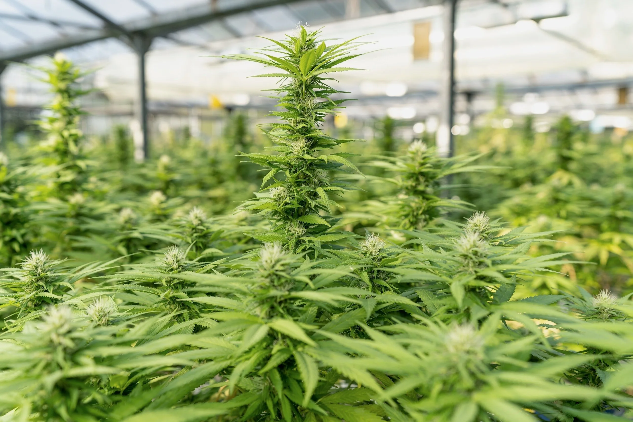 Hemp and CBD in China
