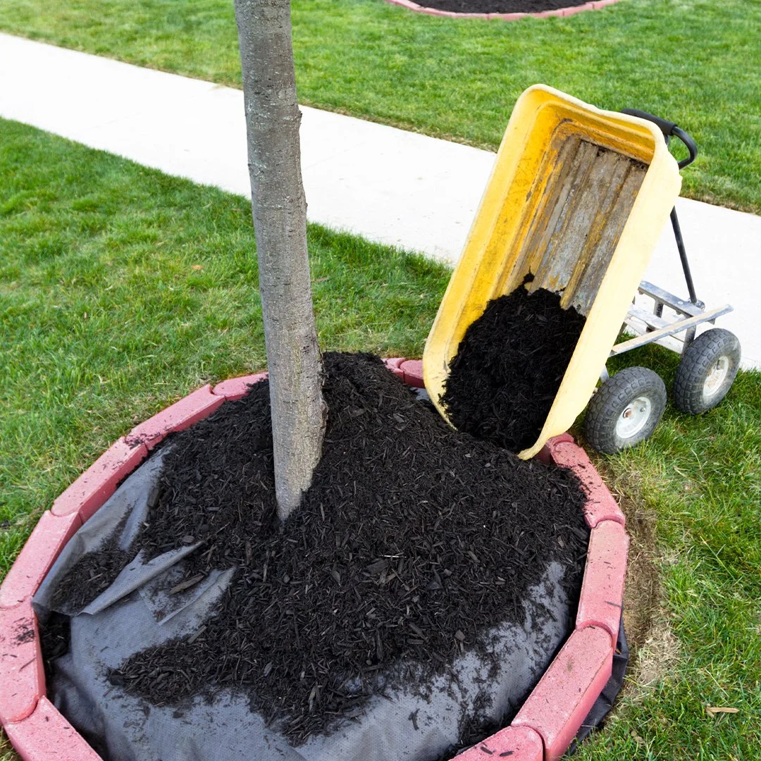 A gardener's gloved hand spreads a thick layer of dark organic mulch around a thriving shrub.