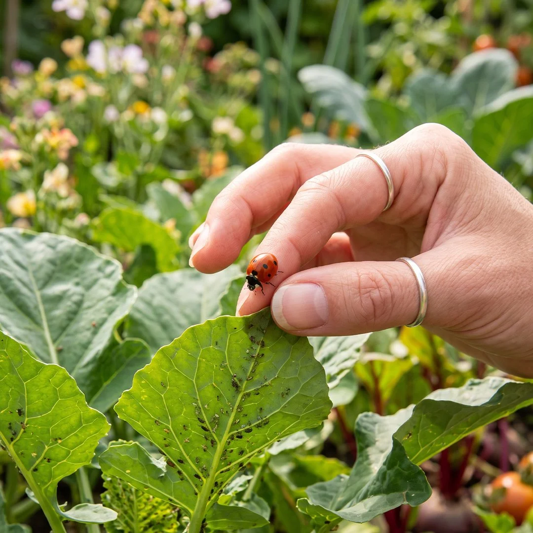 A hand gently holds a ladybug over green garden leaves for natural pest control.
