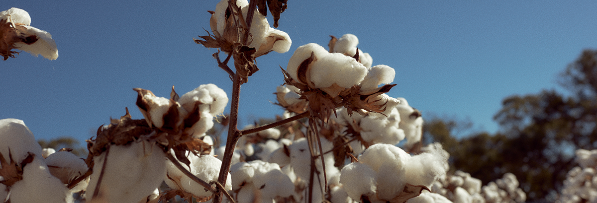 Responsible Fibres: Transforming Fashion from the Ground Up