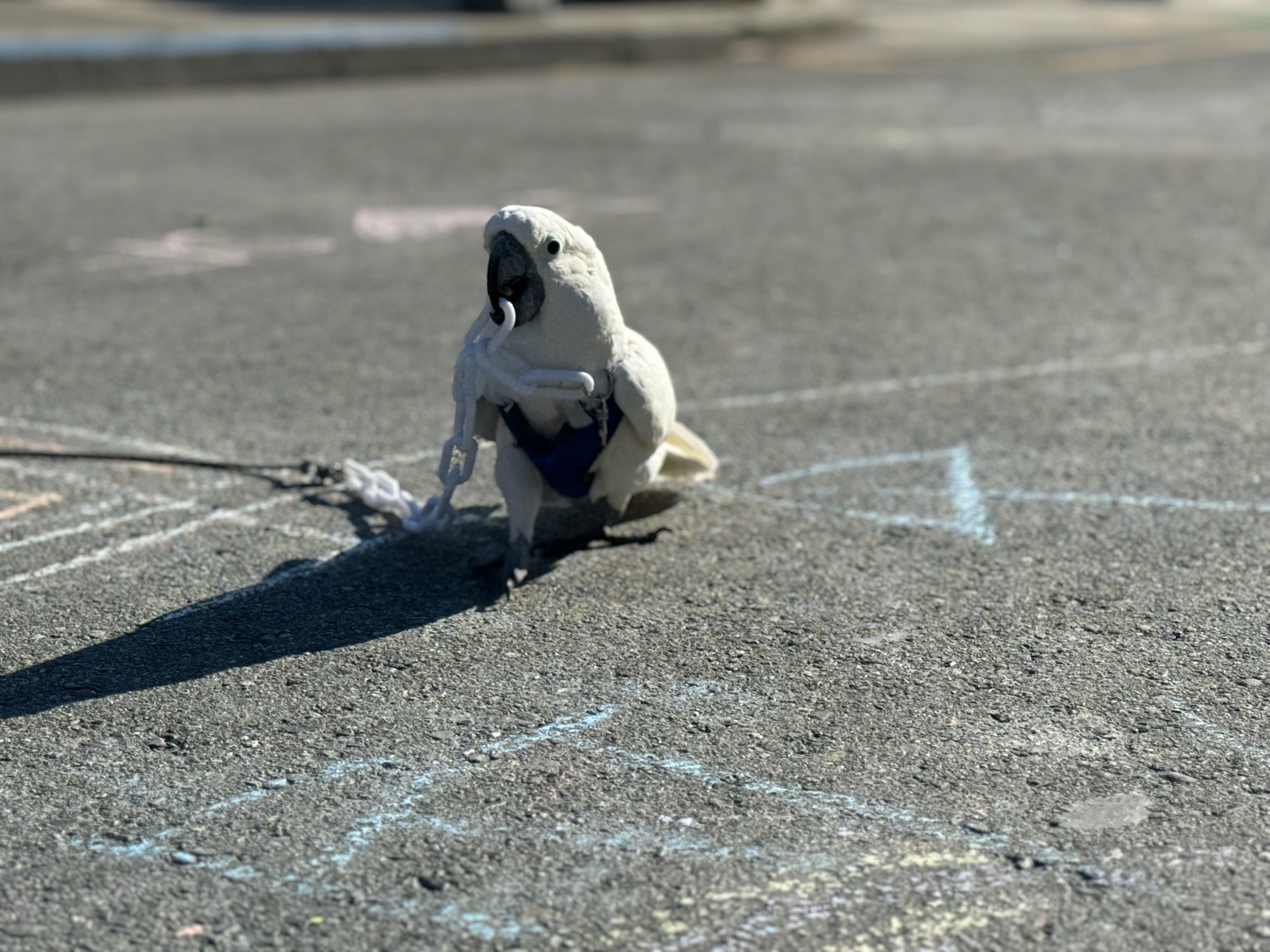 hayes.valley.art.walk.2024.08.03_9.png