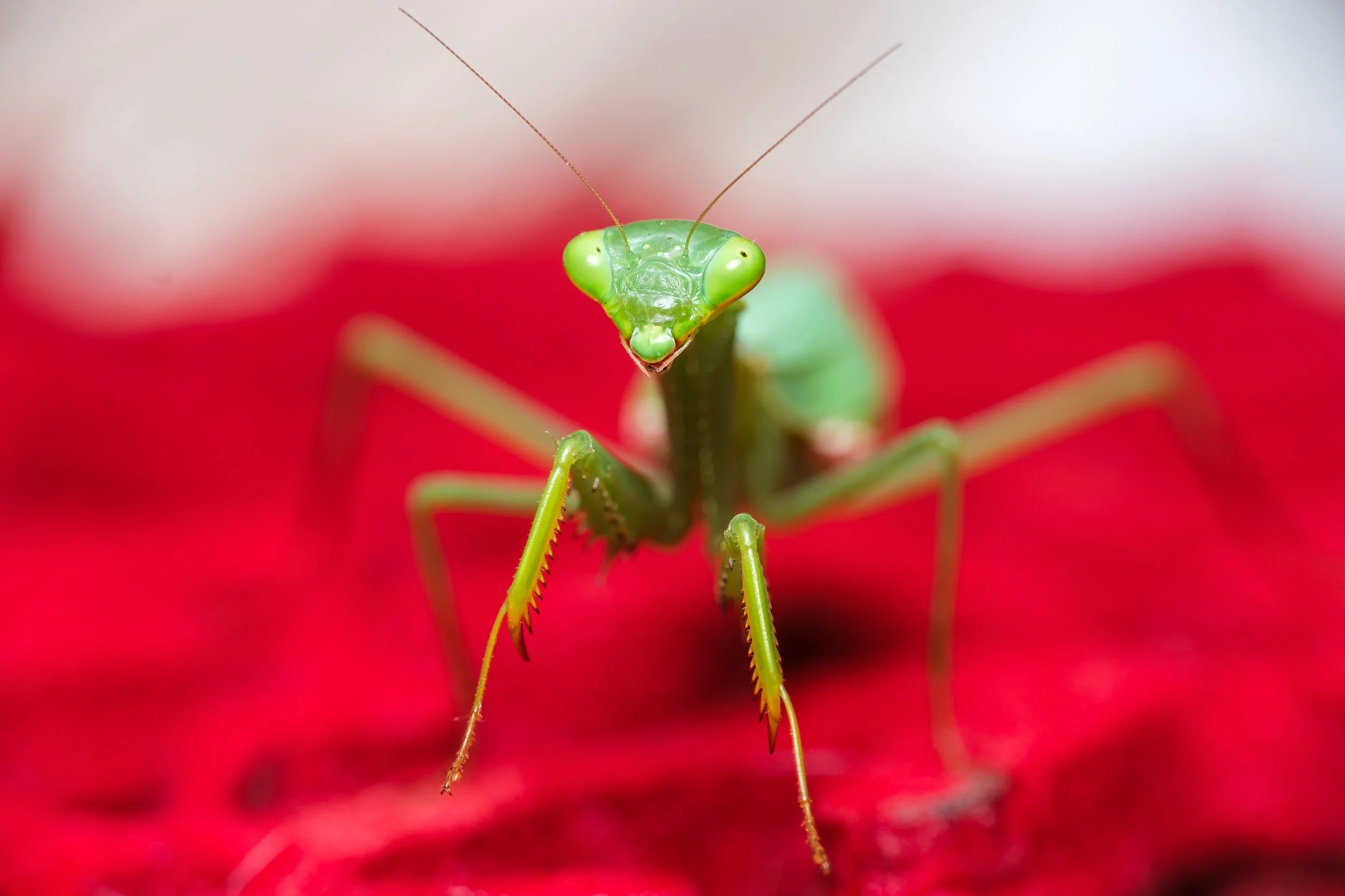 Camouflage not working? Melbourne, August 2024