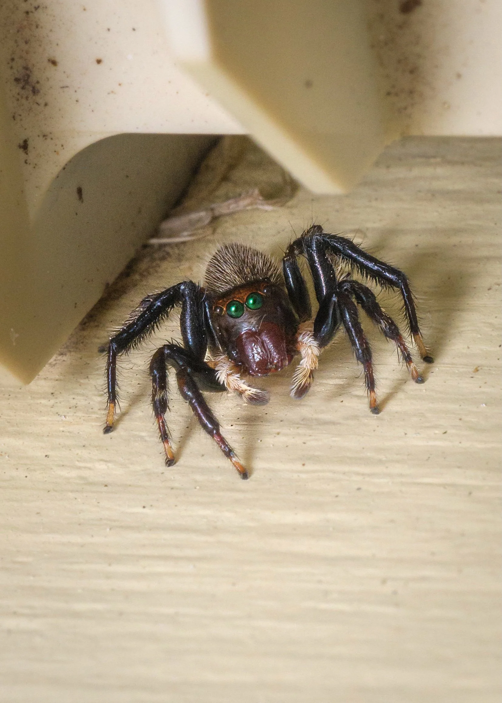 My what green eyes you have! Melbourne, April 2024