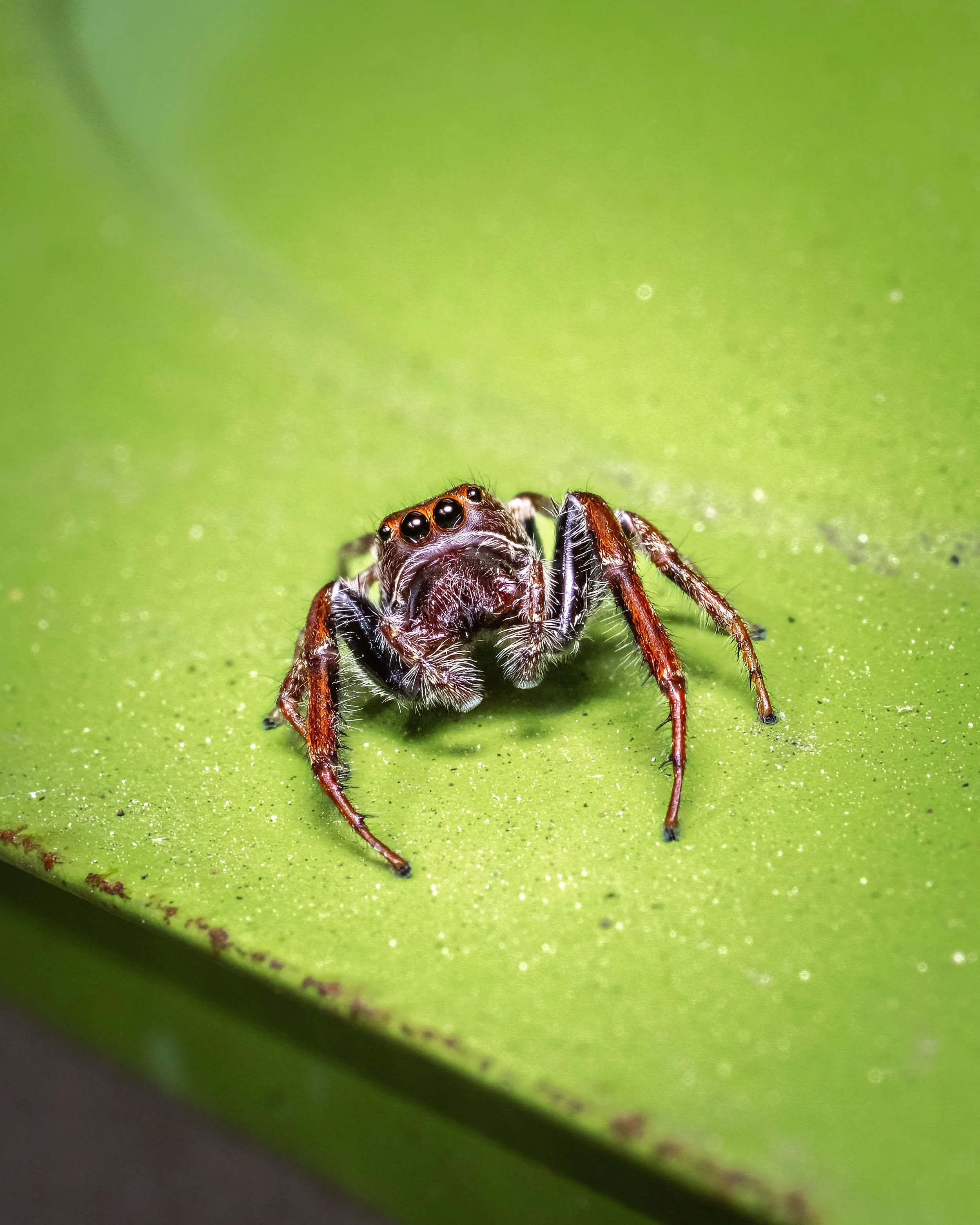 Jumping spider, Melbourne backyard, September 2023