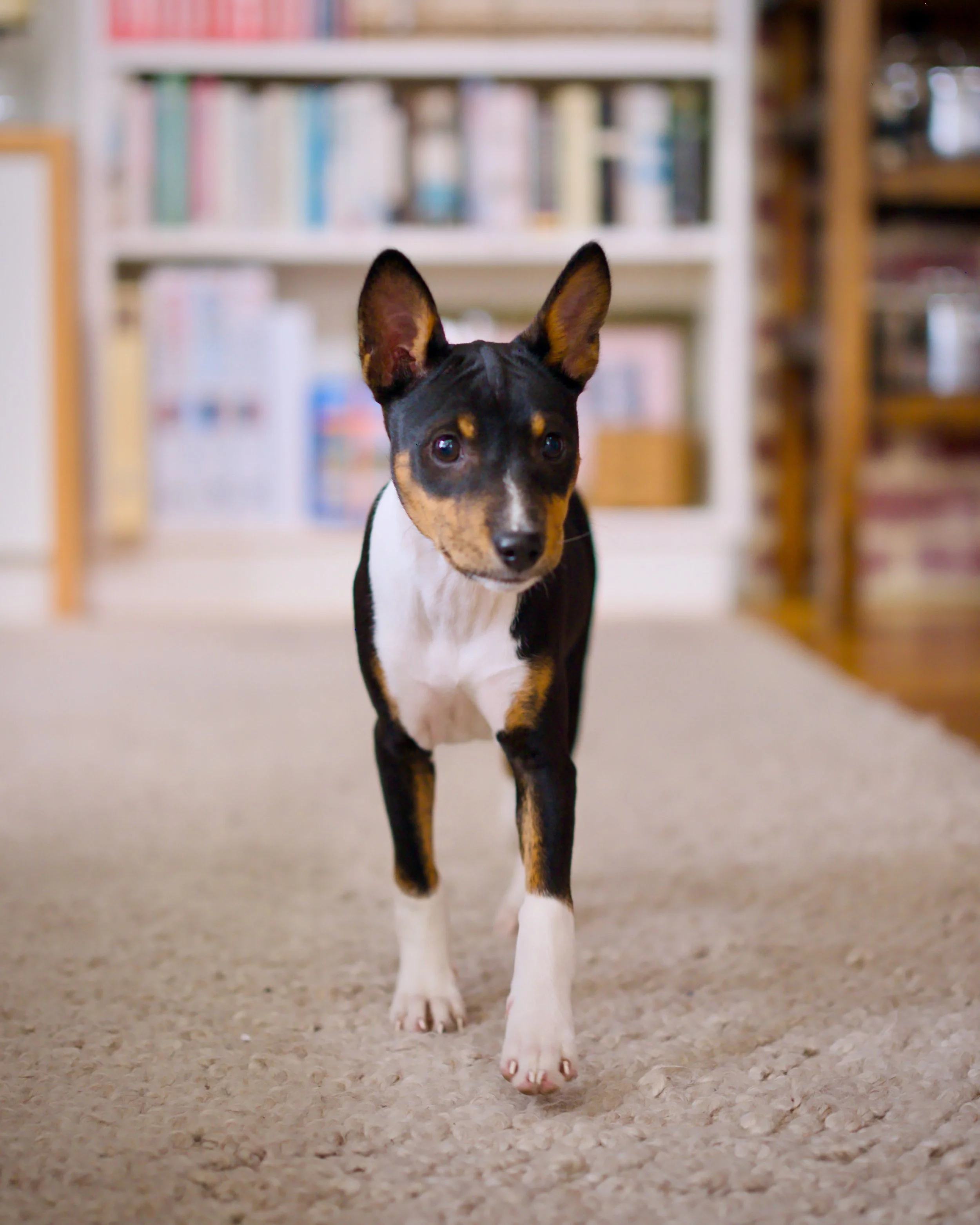 Visiting puppy, Kingsville, August 2025