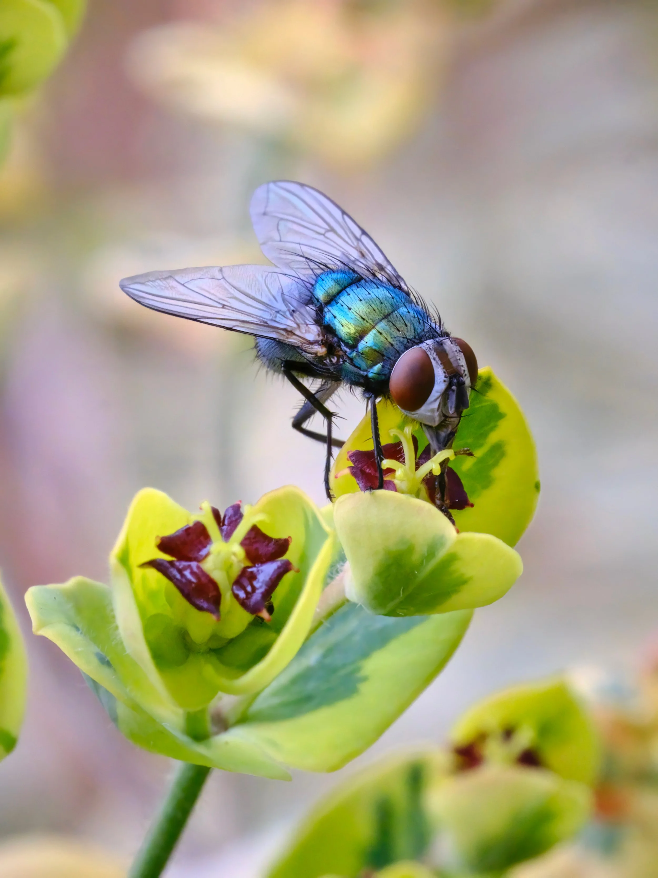 Green Bottle Fly "Lucilia", front yard, Melbourne, February 2023