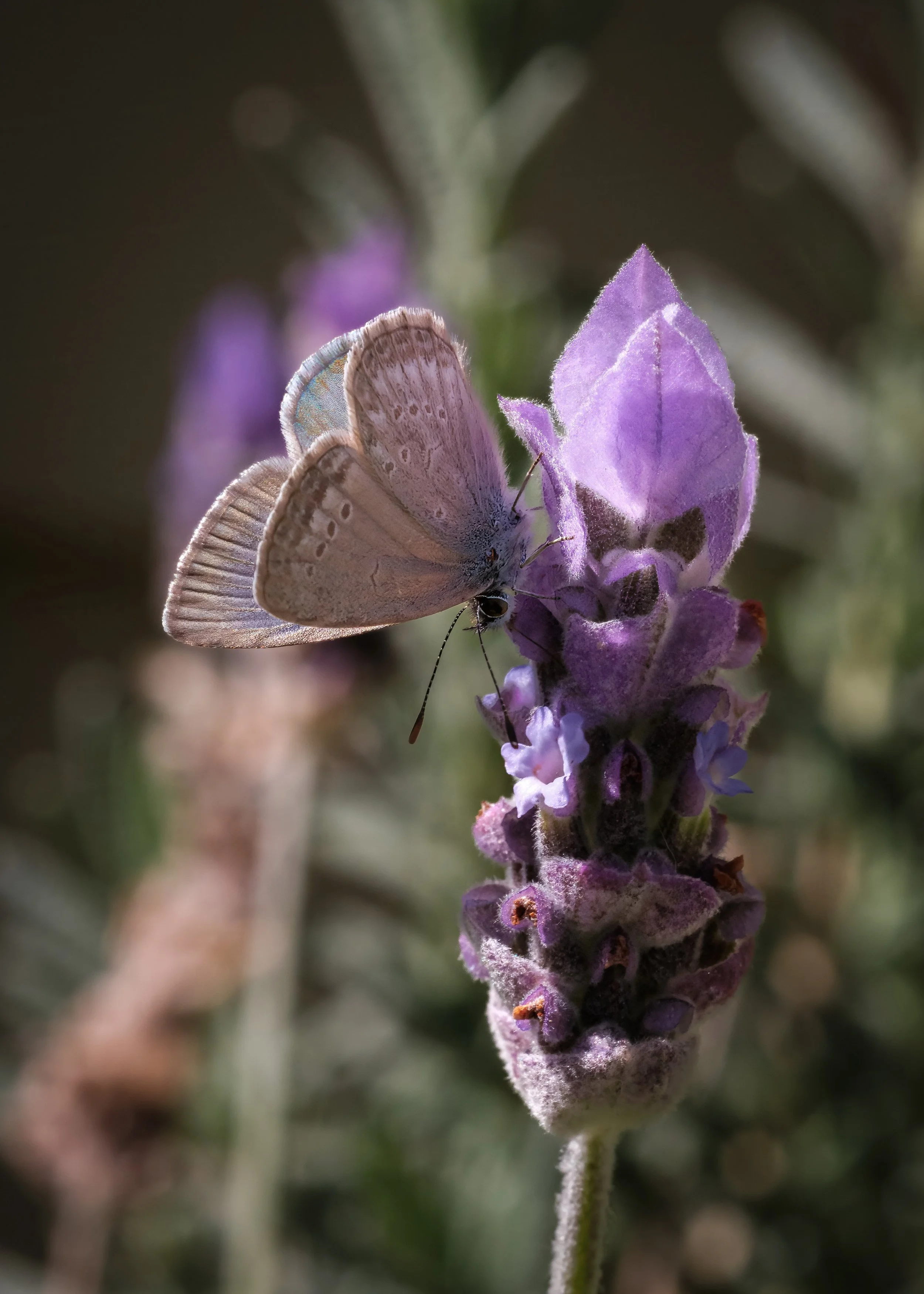Butterfly on Lavender. Melbourne, April 2024