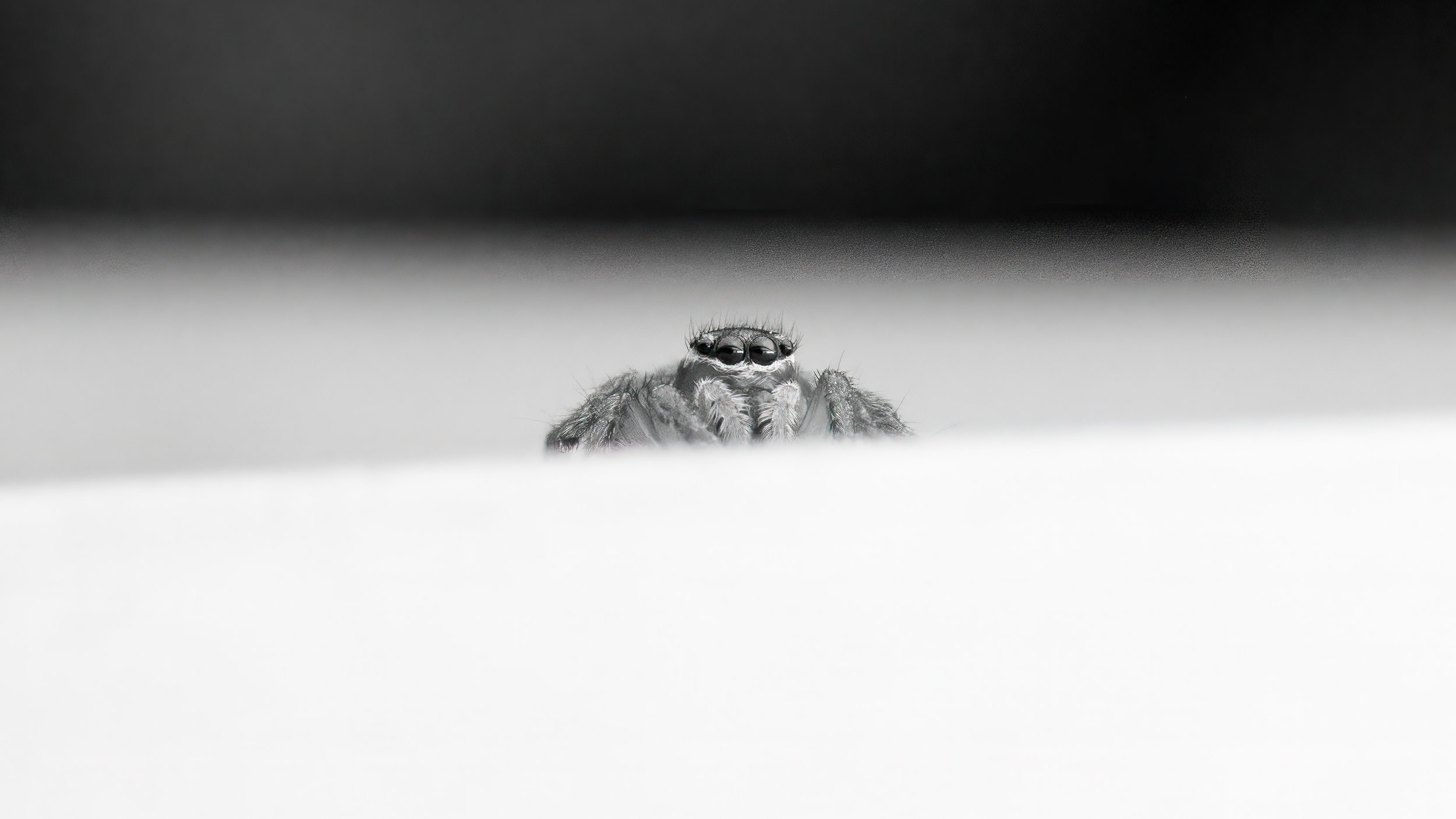 Peek-a-boo, Melbourne, September 2024