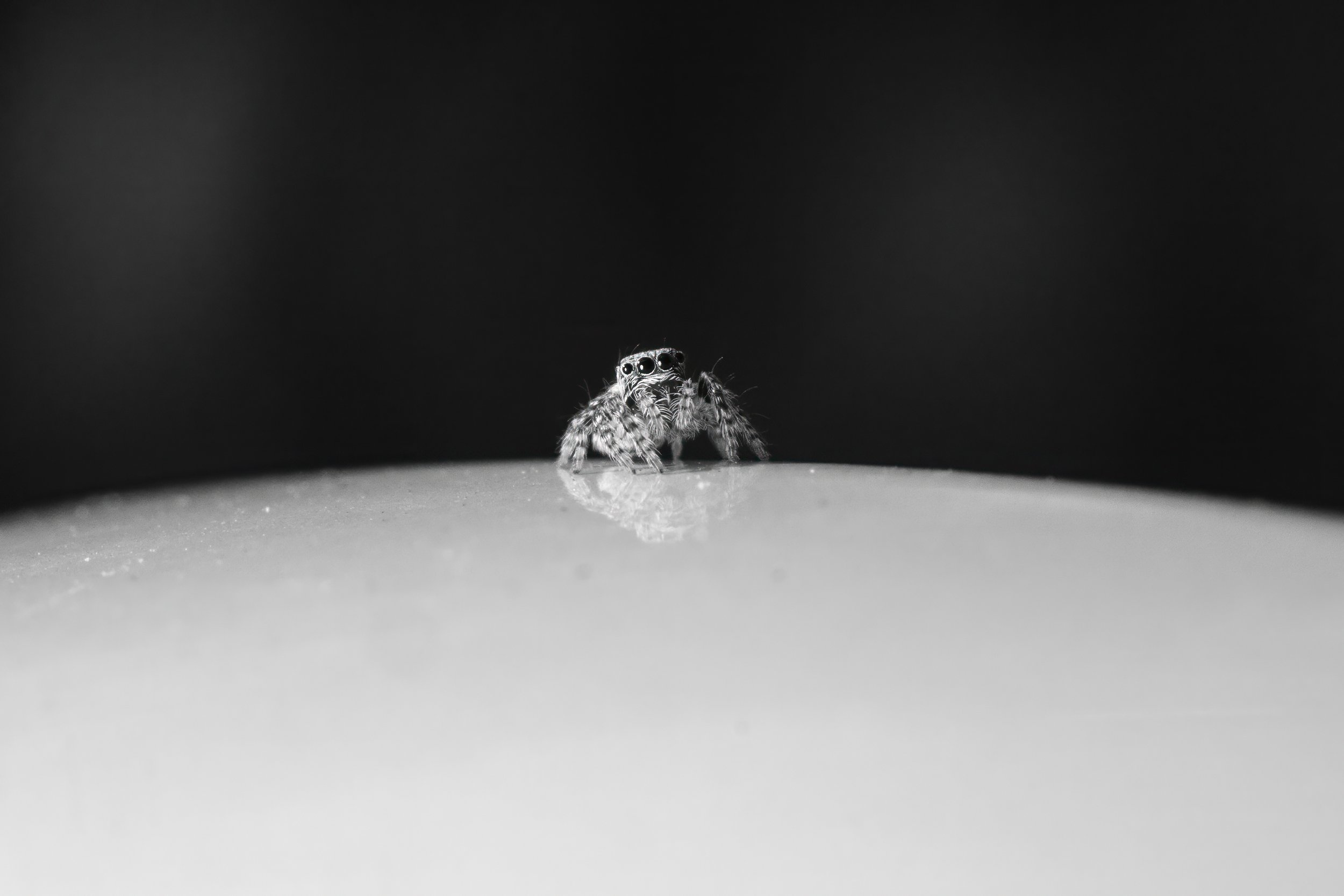 Moon lander, Kingsville, May 2024