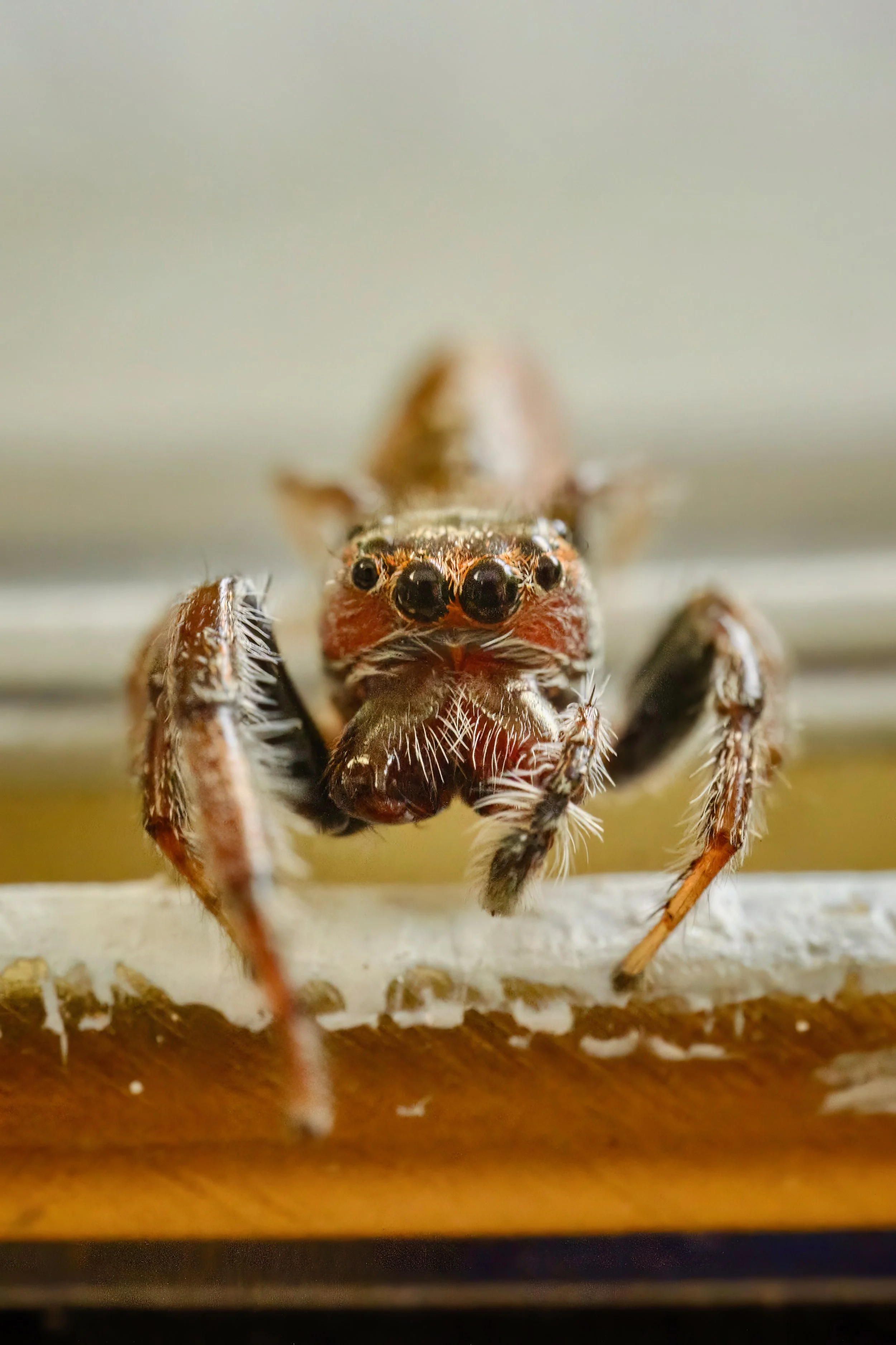 Jumping spider, paint tin, back deck, Melbourne, October 2022