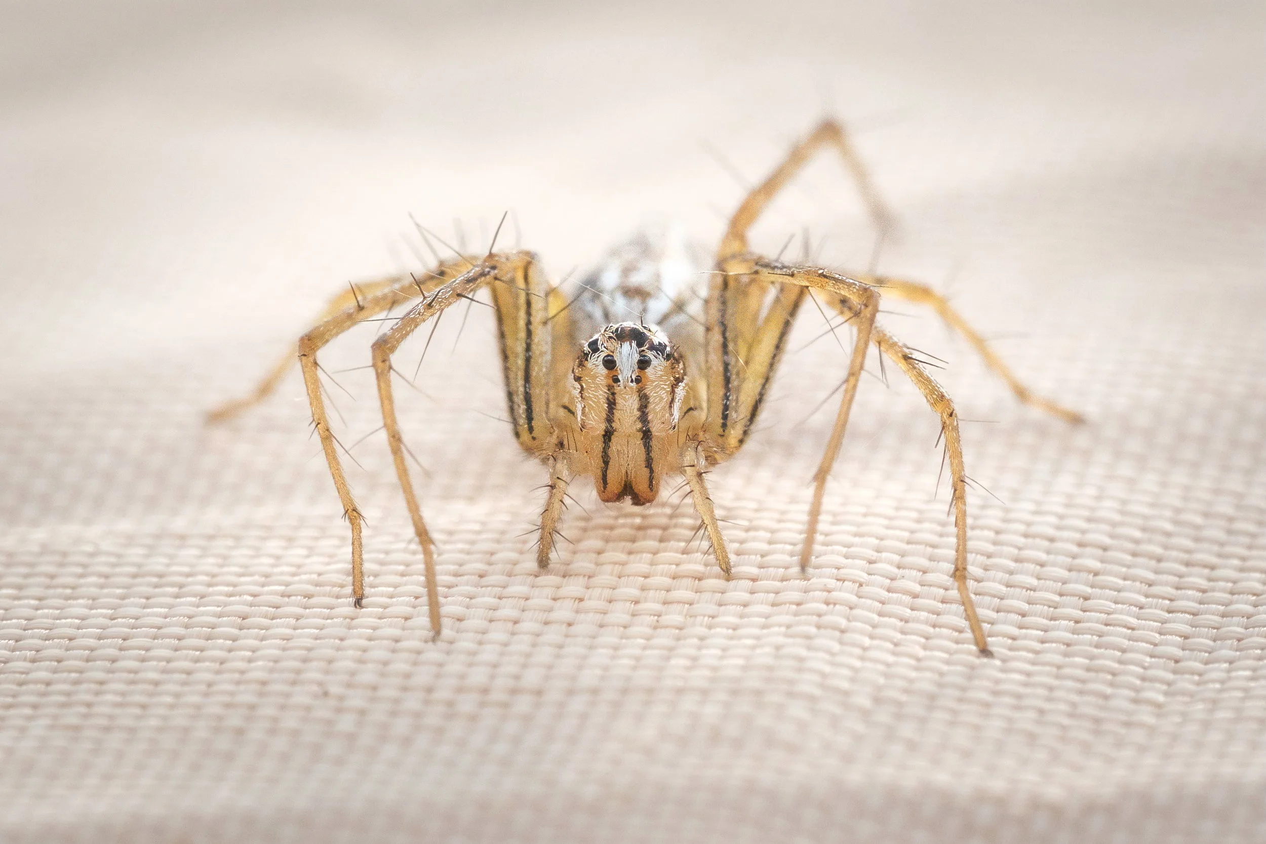 Xmas eve tent visitor, Huon Island, Tasmania, December 2024