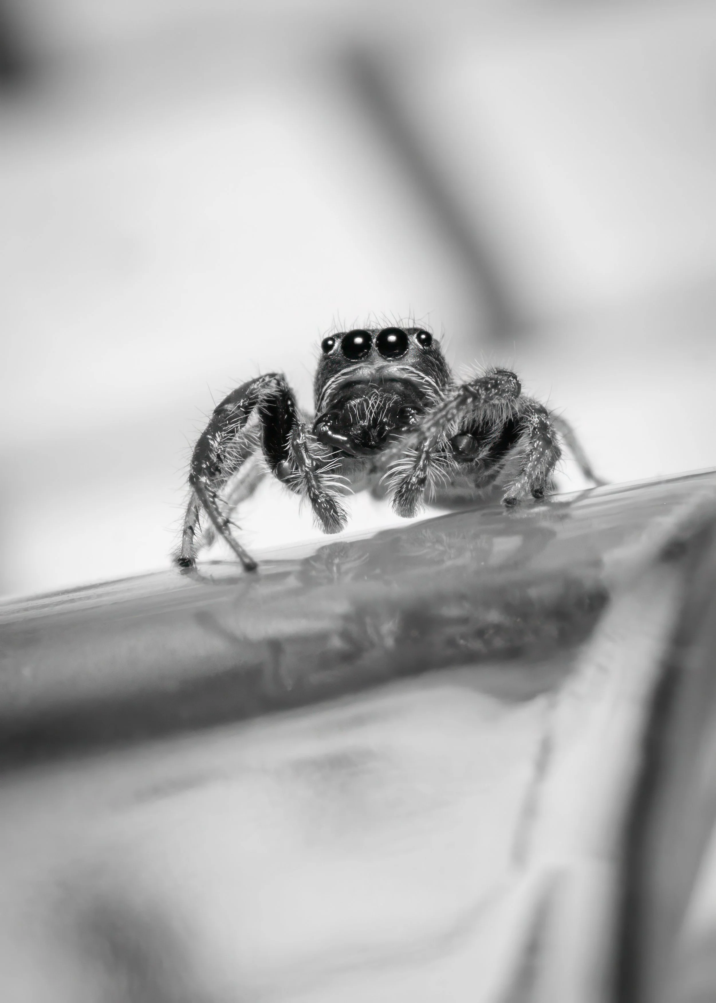 A shot glass, a spider and an Apple keyboard. Kingsville, May 2024