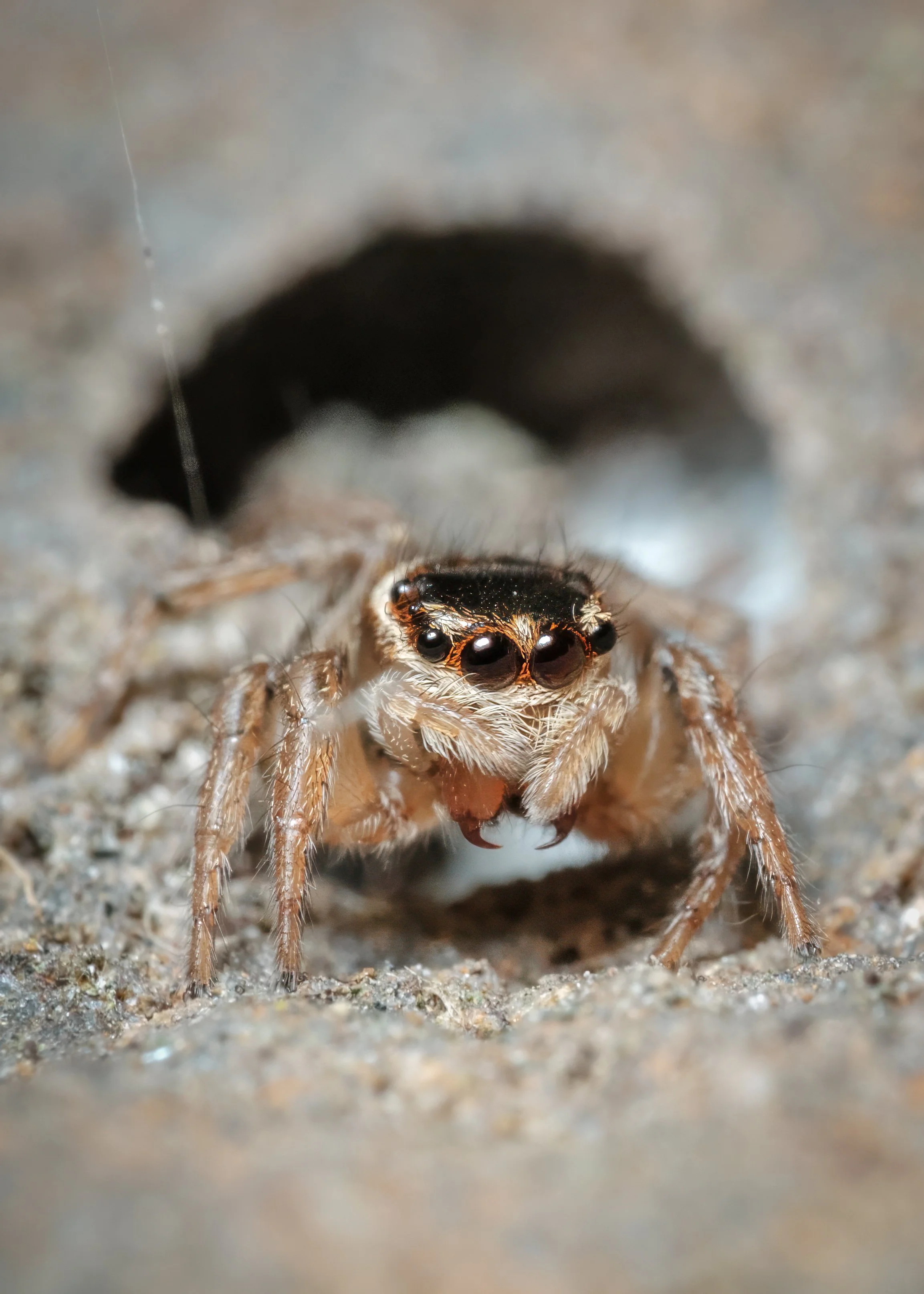 Gotta love those backlit fangs! Melbourne, October 2024
