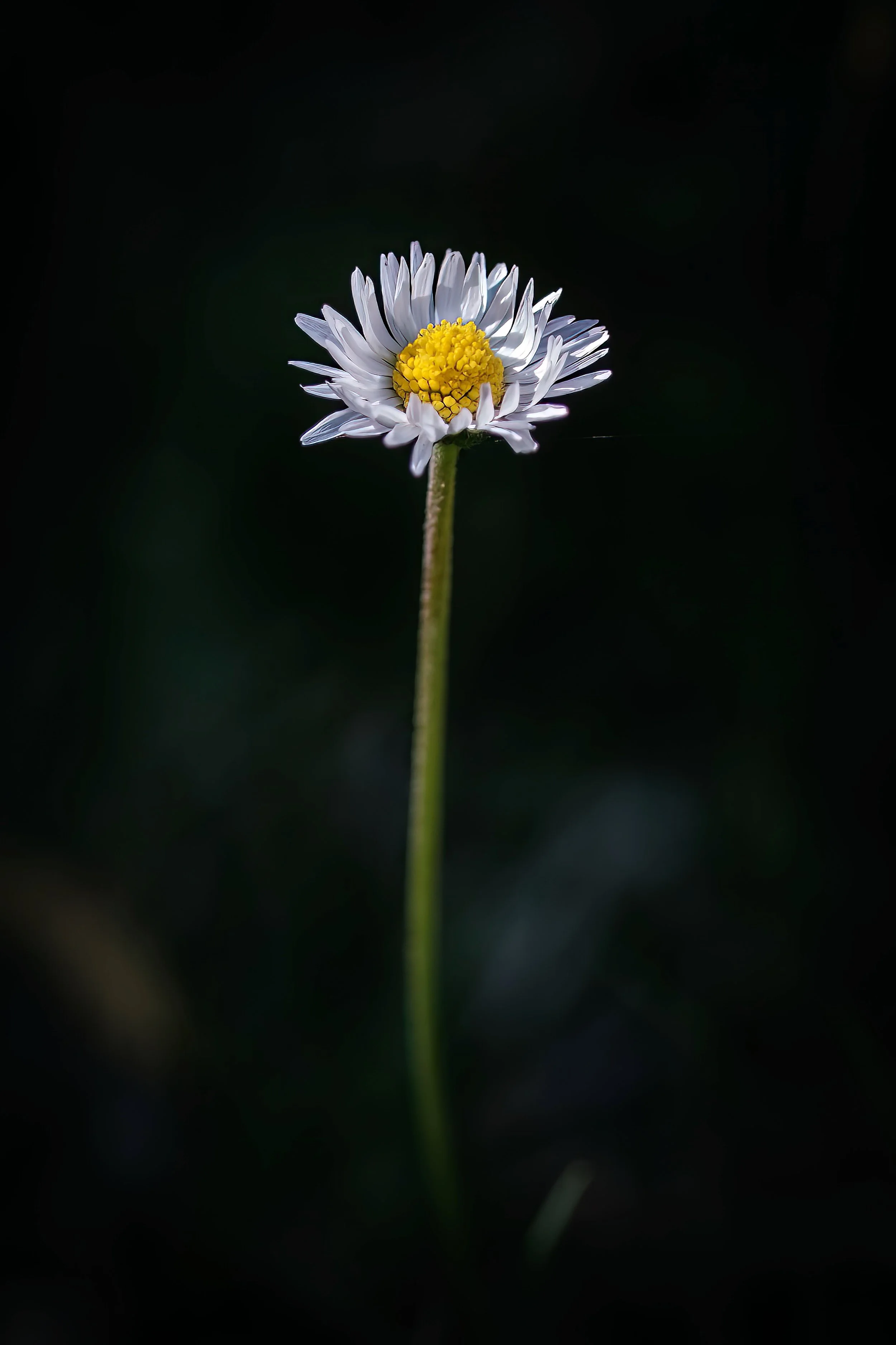 Nature strip weed, Melbourne, January 2023