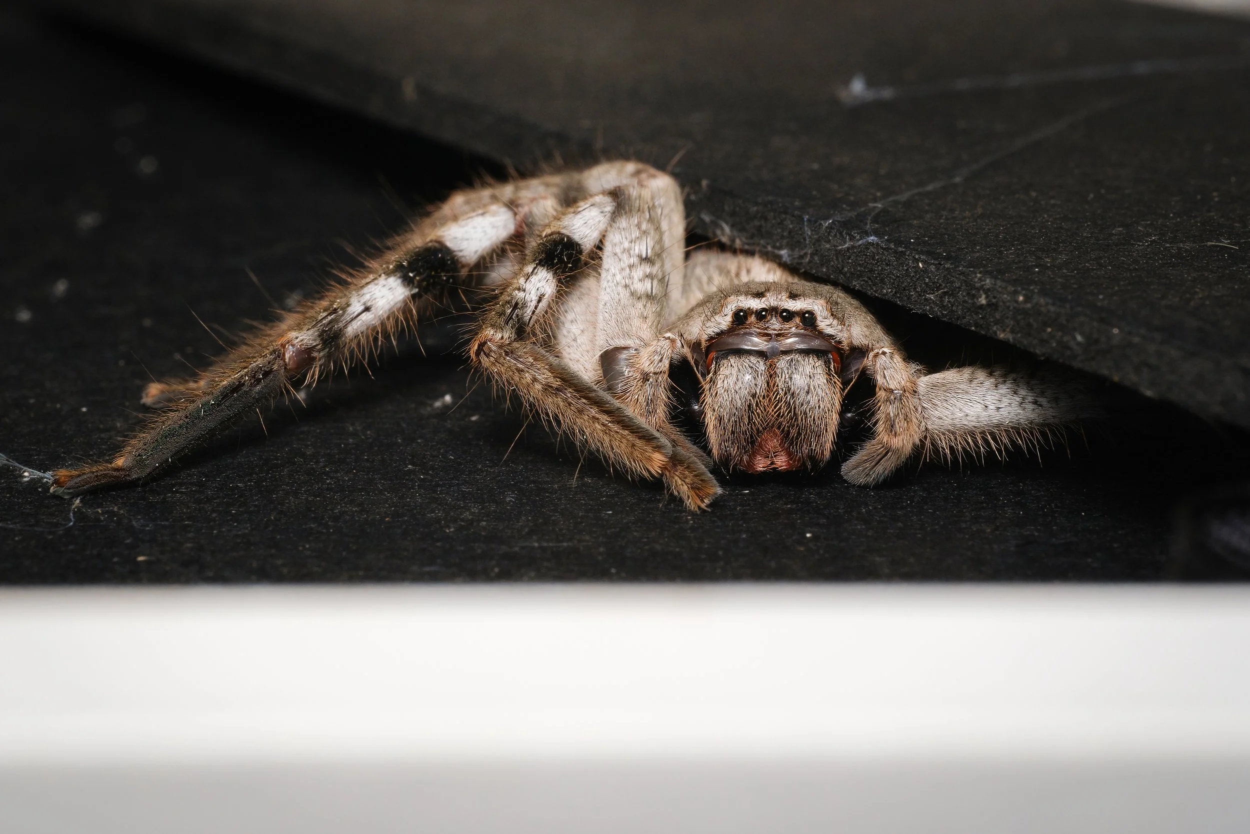 Huntsman spider, sneaking away. Melbourne, March 2024