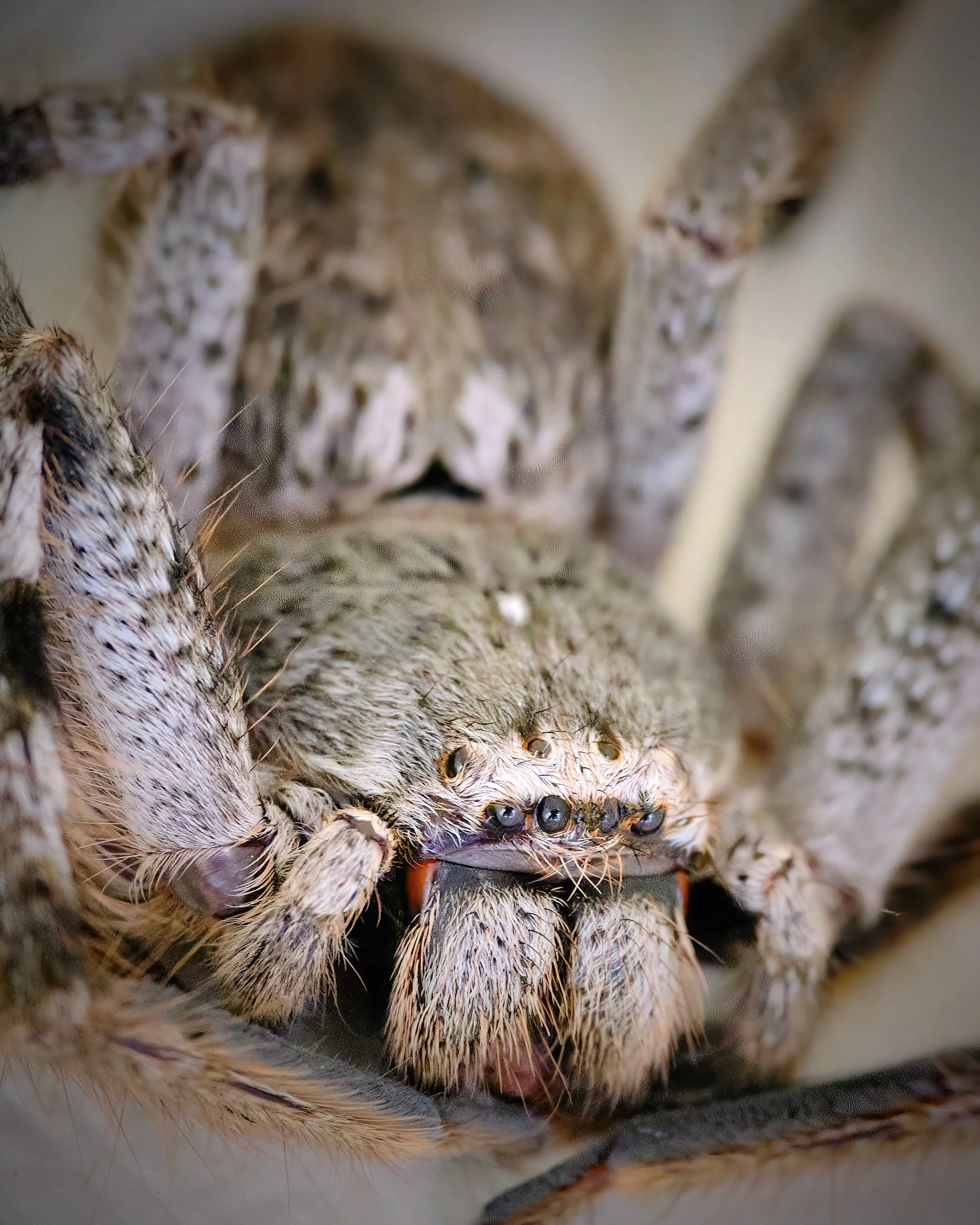 House guest, back deck, Melbourne, March 2022