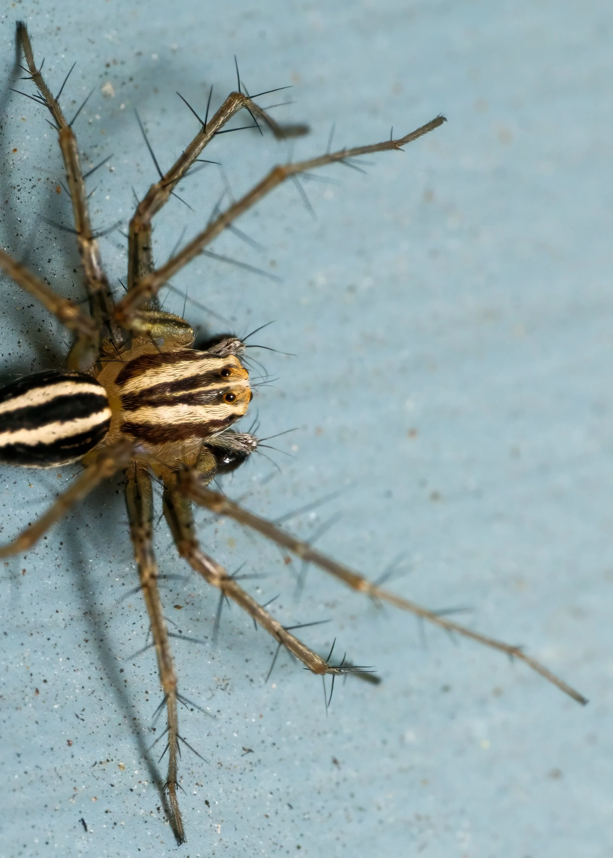 Lynx Spider, Melbourne, September 2024