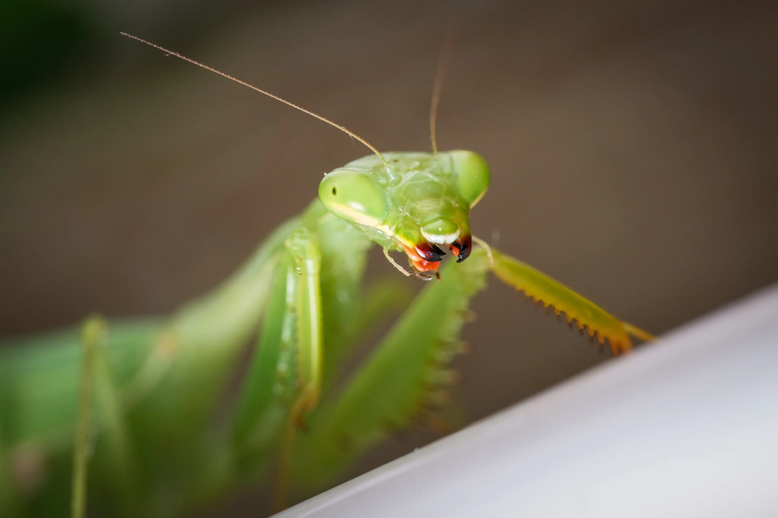 Chomp, chomp. Melbourne, August 2024