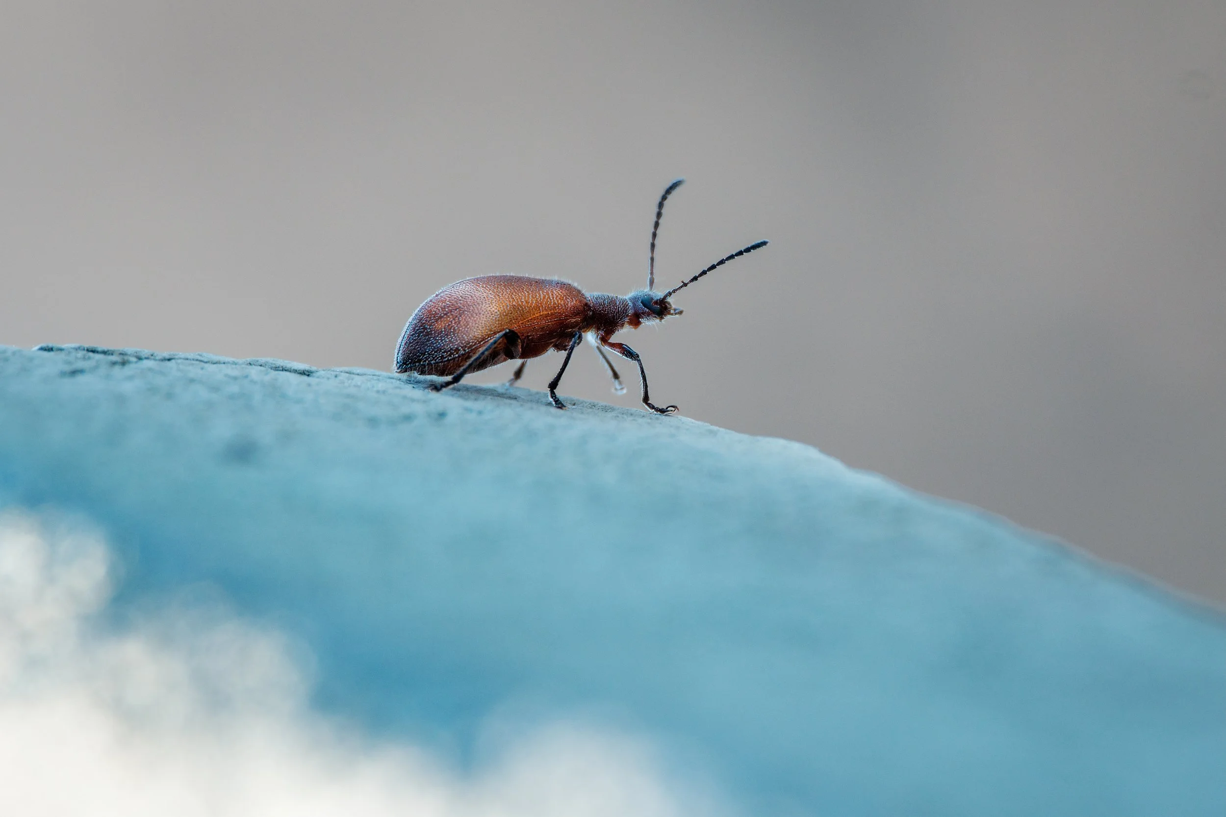 Beetle by the ocean. Phillip Island, Victoria, Australia.