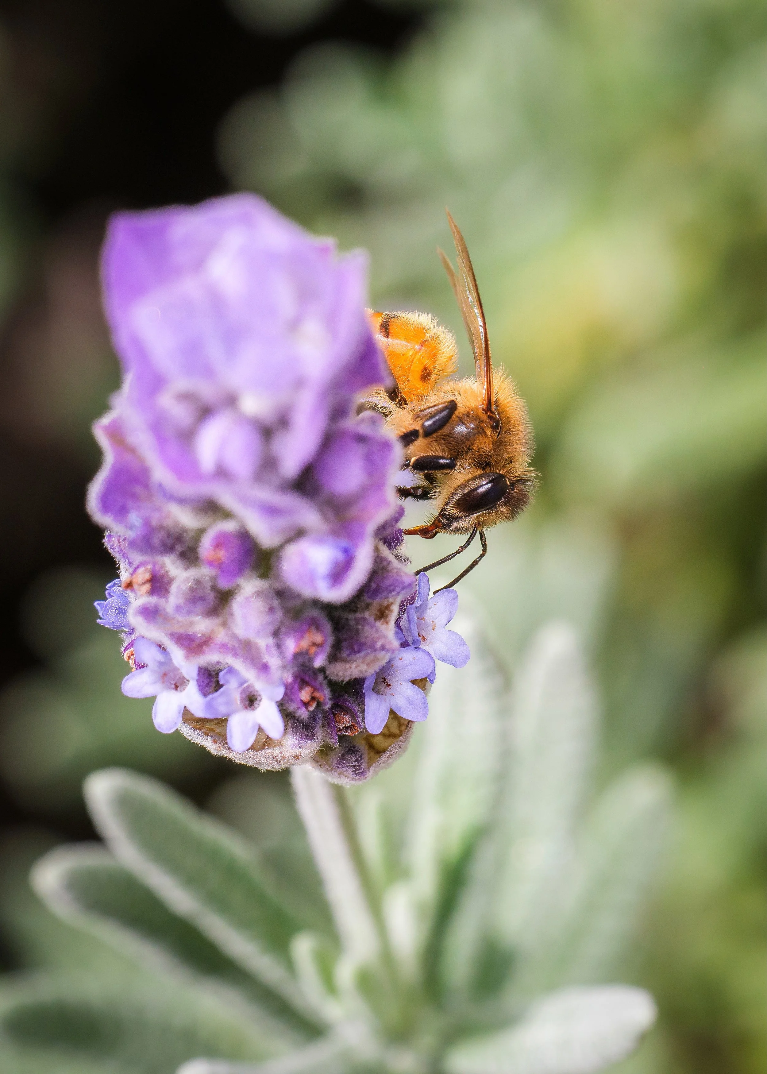 Bee on lavender. Melbourne, April 2024