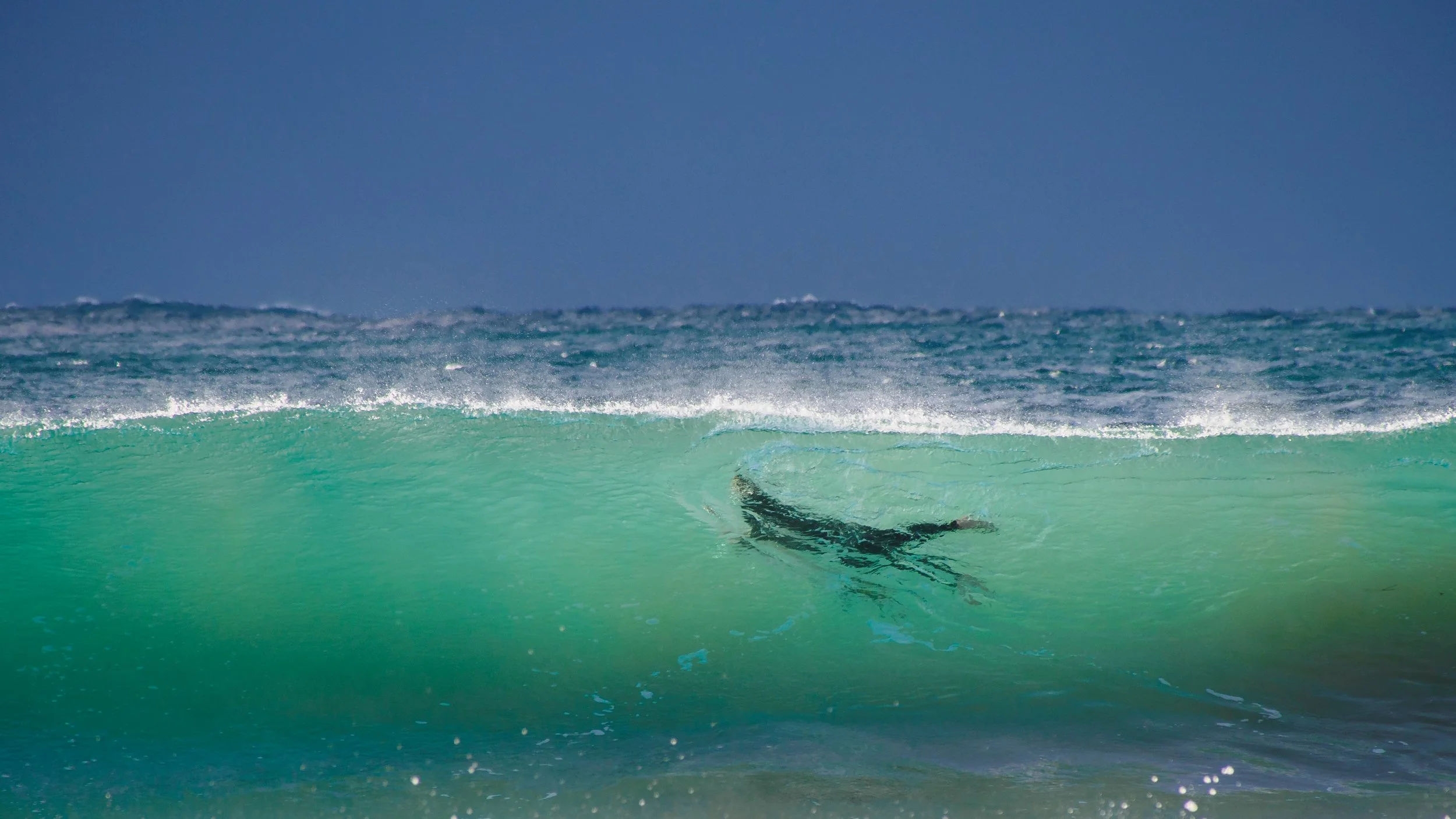 Not a shark, Curl Curl, Sydney, July 2014