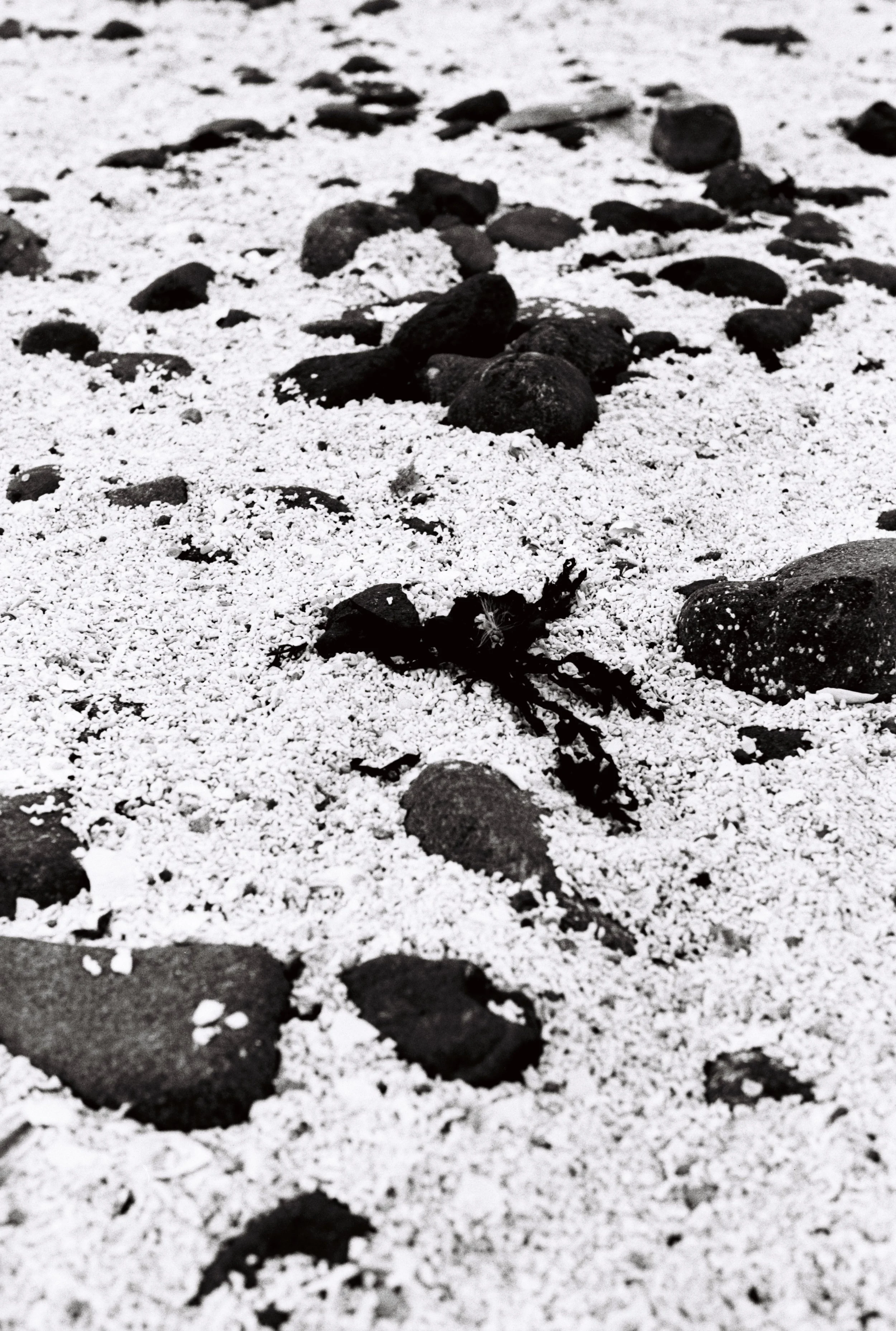 Coral beach, Isle of skye 03