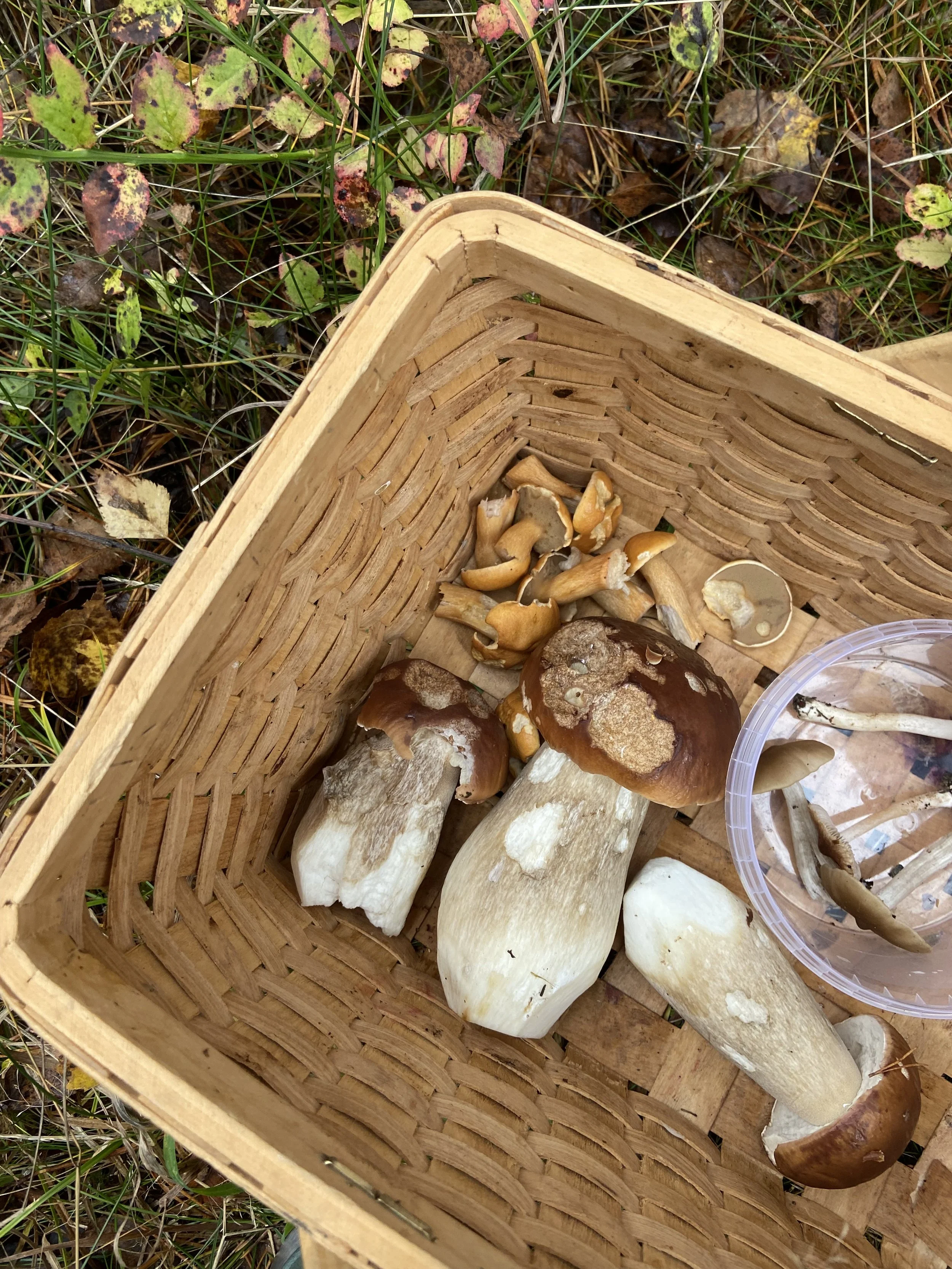 soppkurv med steinsopp på tur i skogen