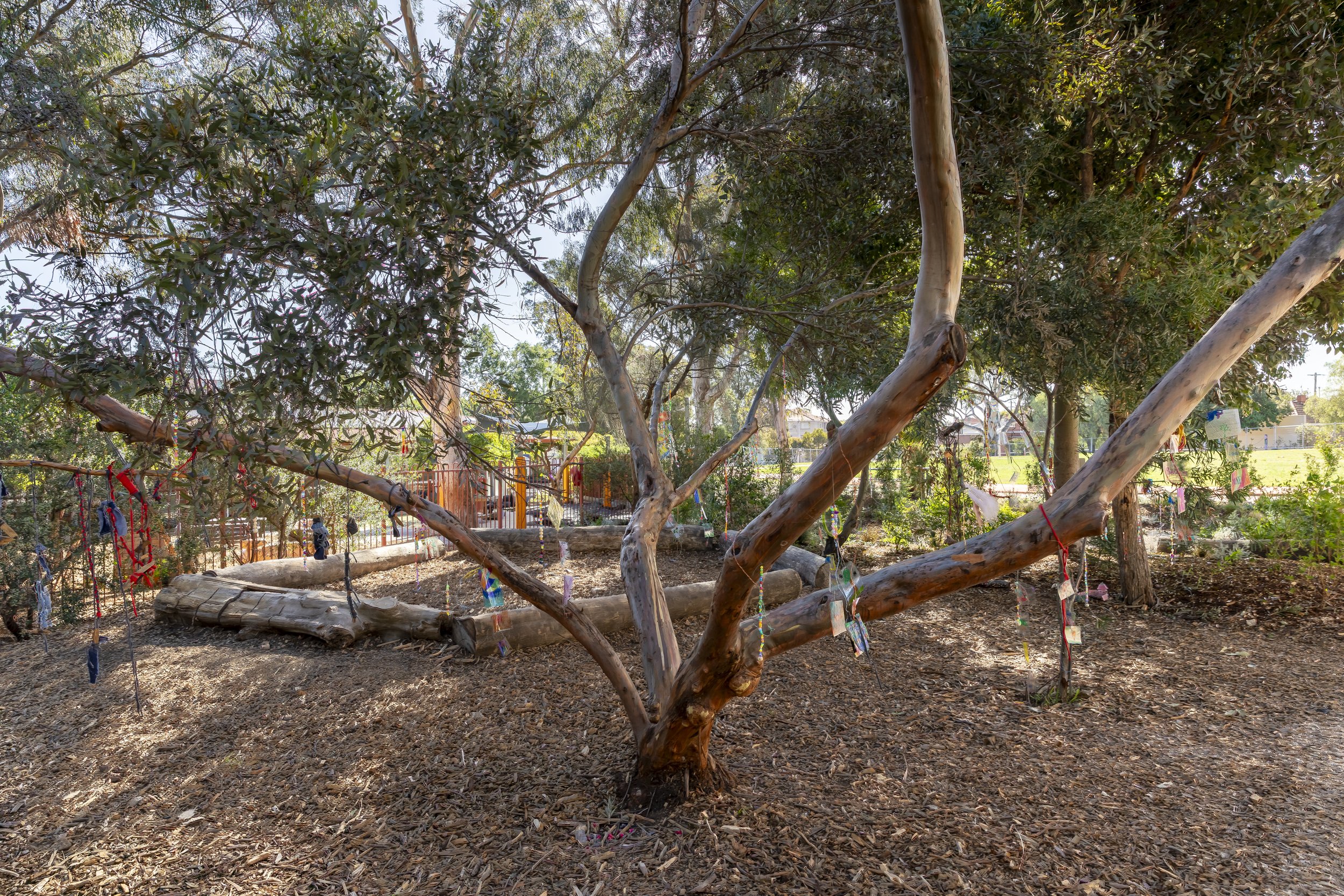 Sensory Garden at flemington primary school