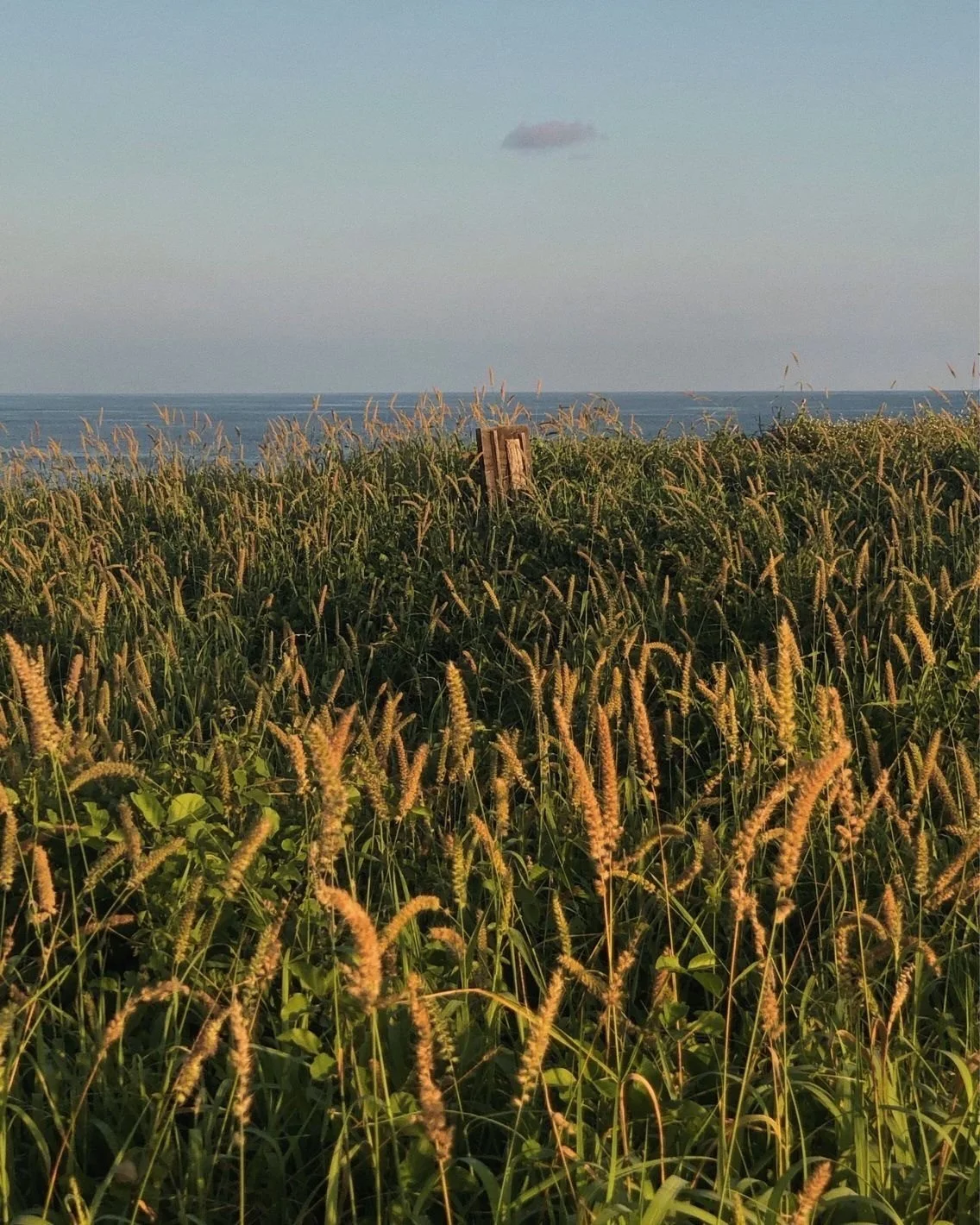 field.jpg