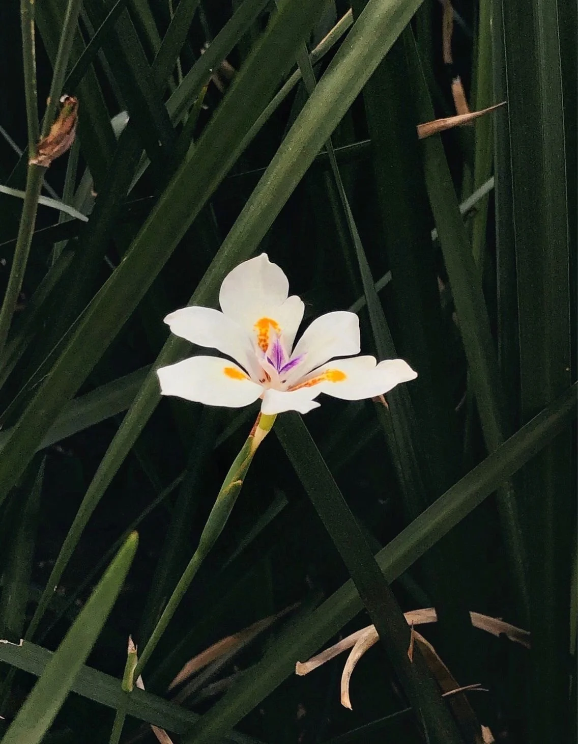 flower.jpg